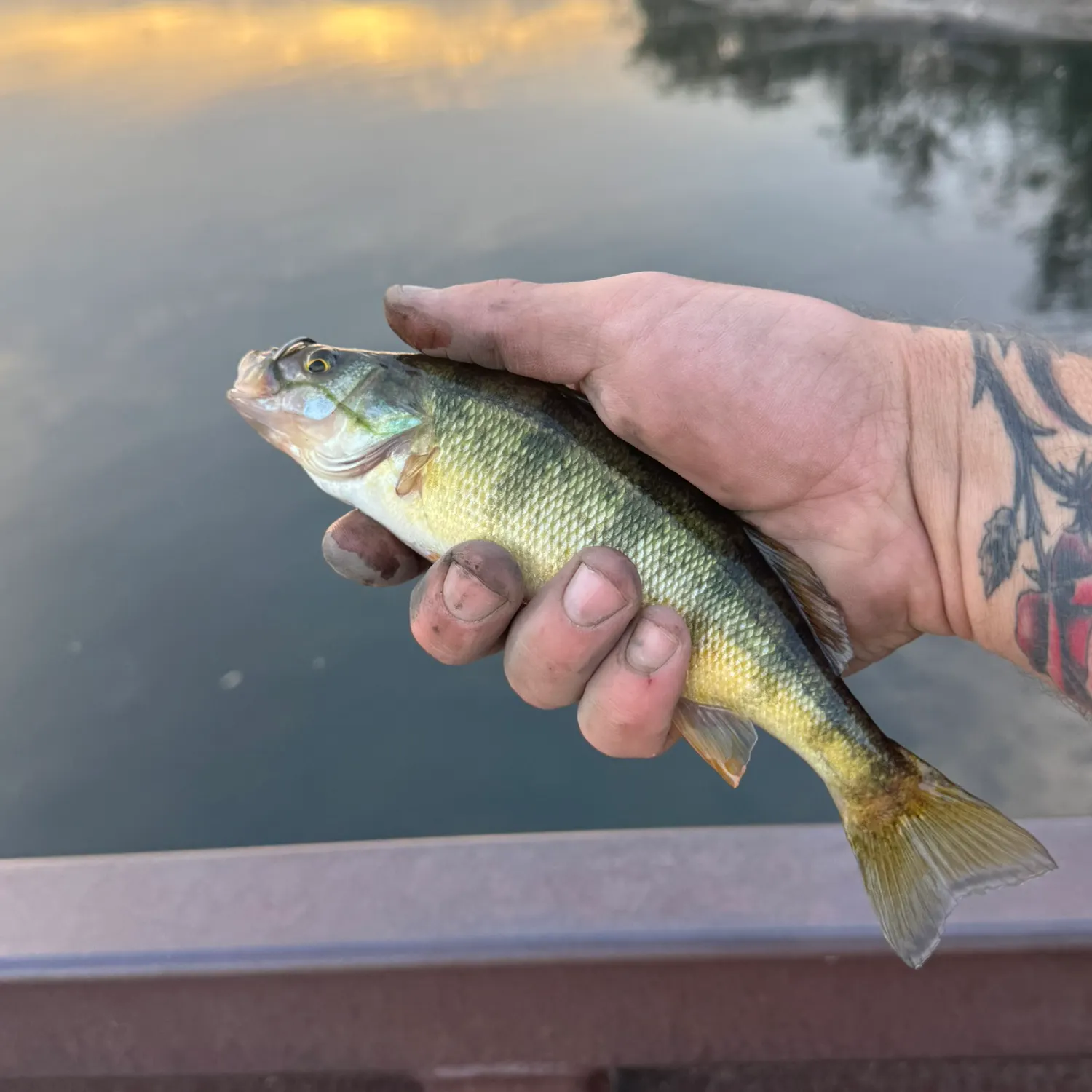 Yellow perch caught on Fishbrain