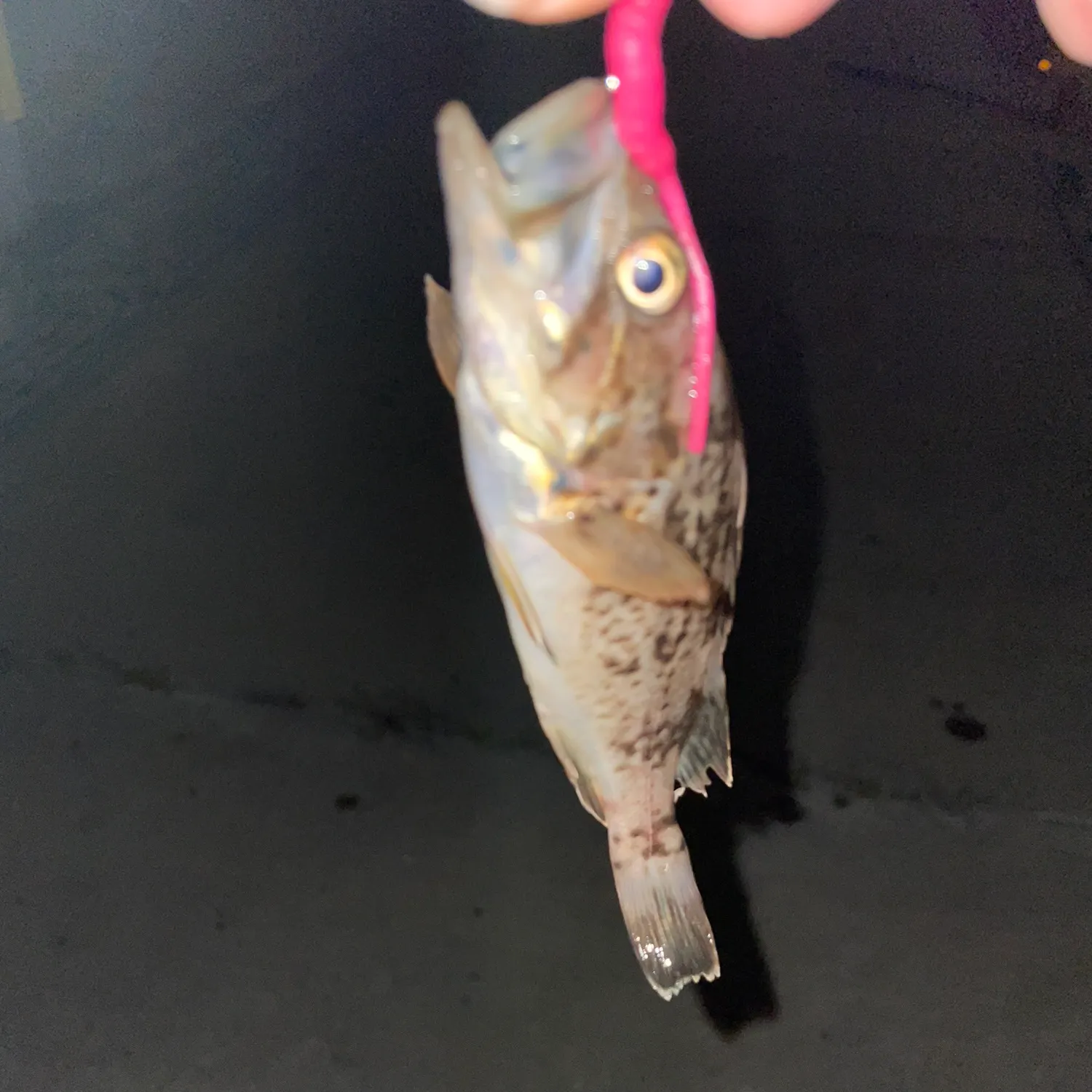 The most recent Japanese white seaperch catches on Fishbrain