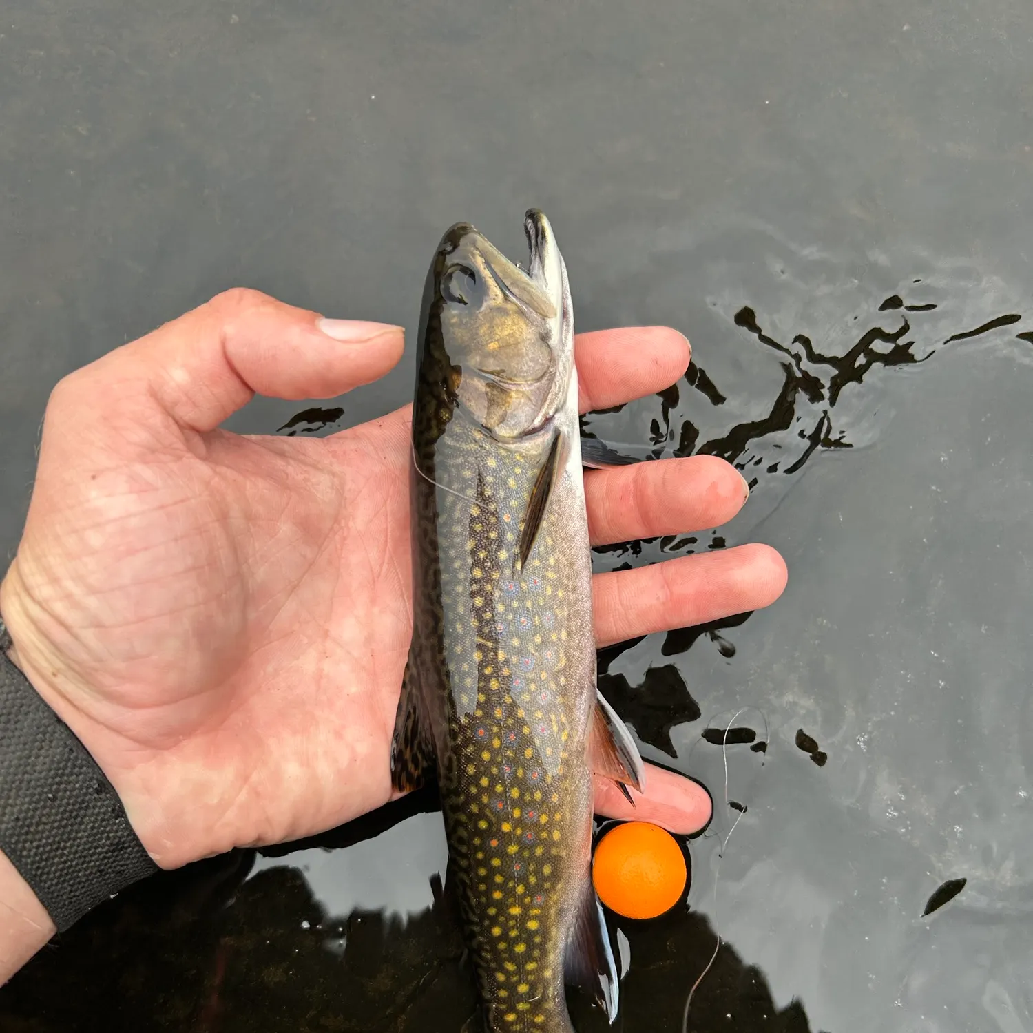 Brook trout caught on Fishbrain