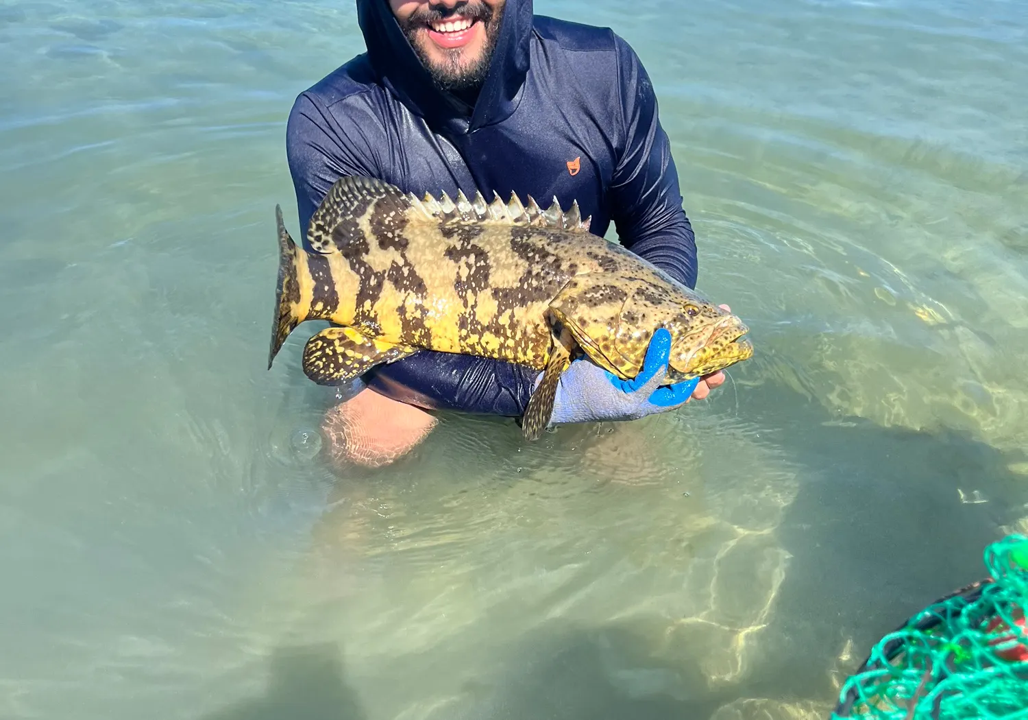 Atlantic goliath grouper