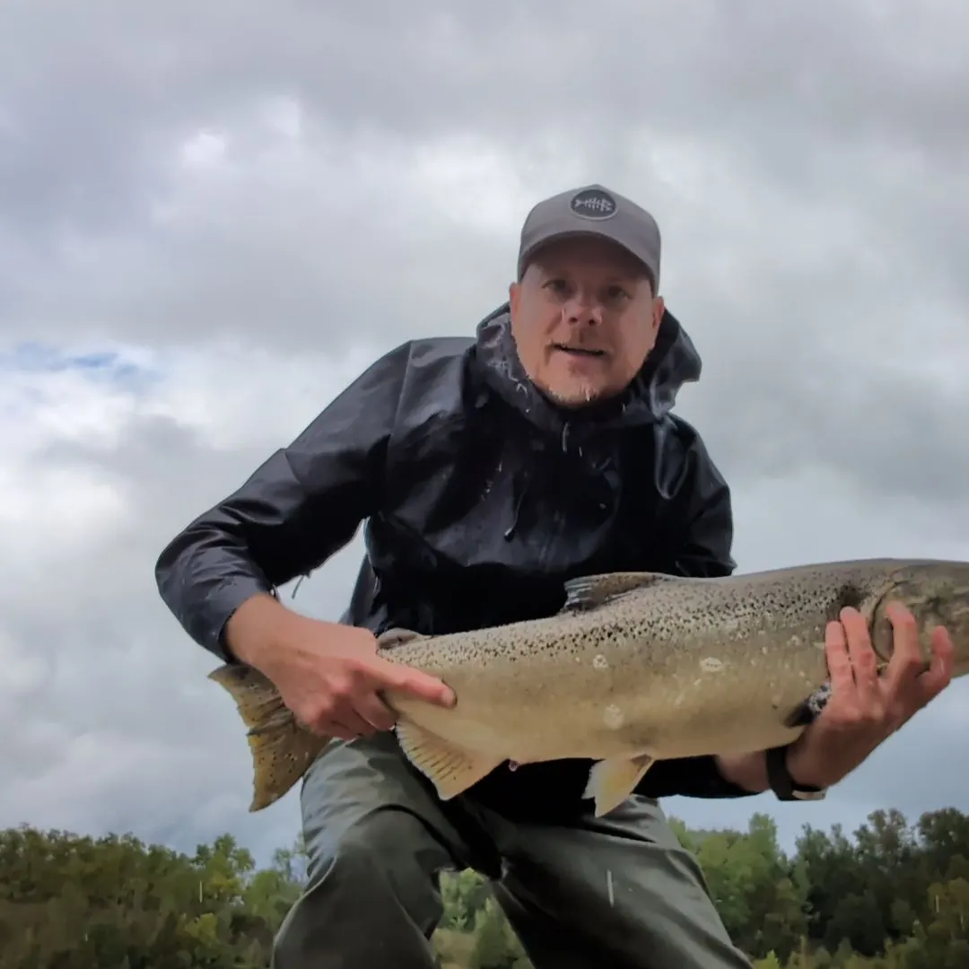 Chinook salmon caught on Fishbrain