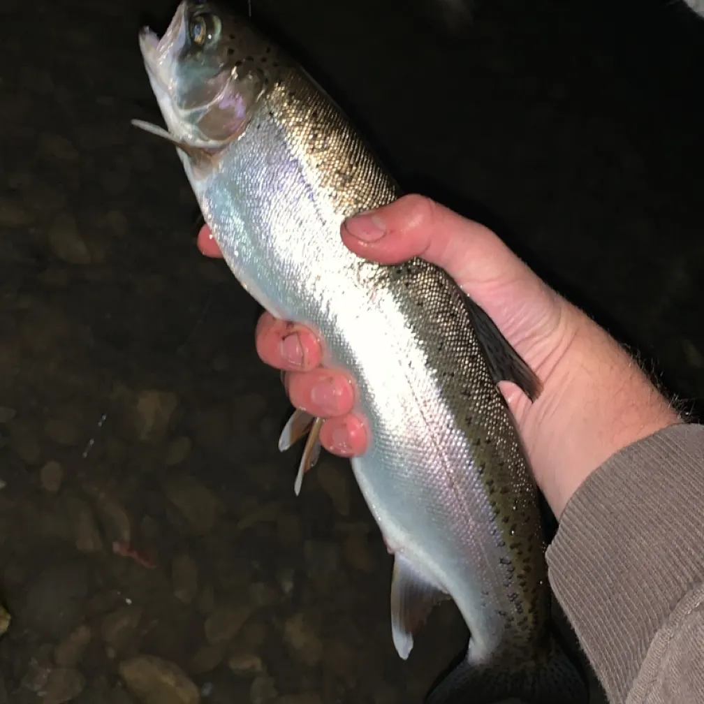 Rainbow trout caught on Fishbrain
