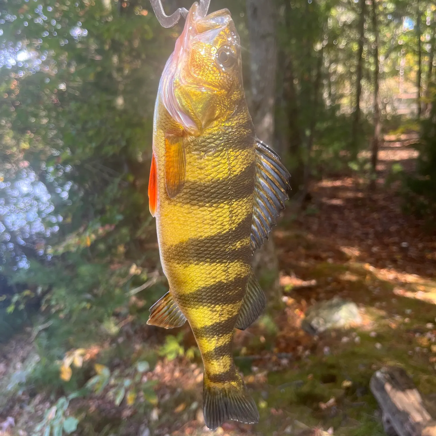 Yellow perch caught on Fishbrain