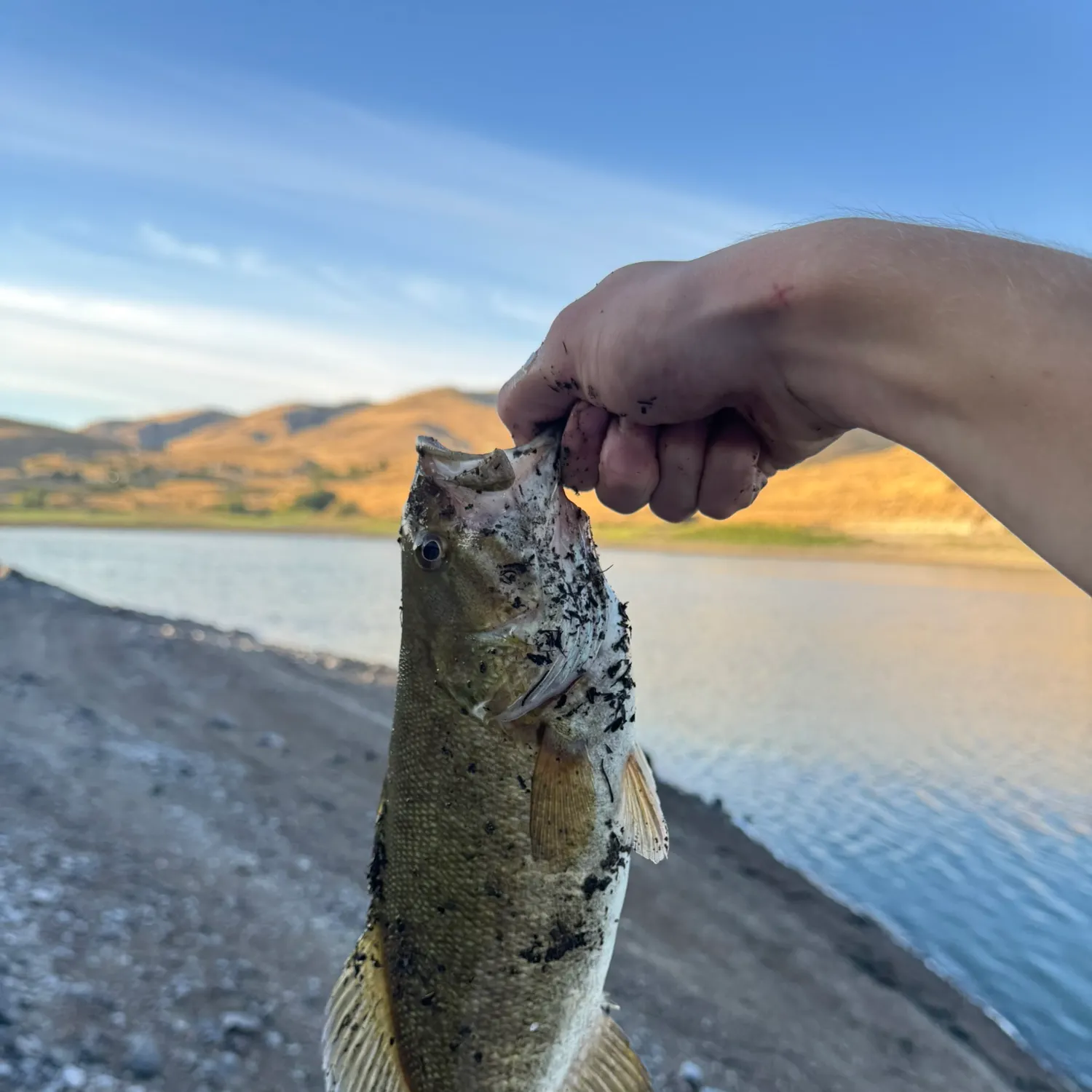 Smallmouth bass caught on Fishbrain