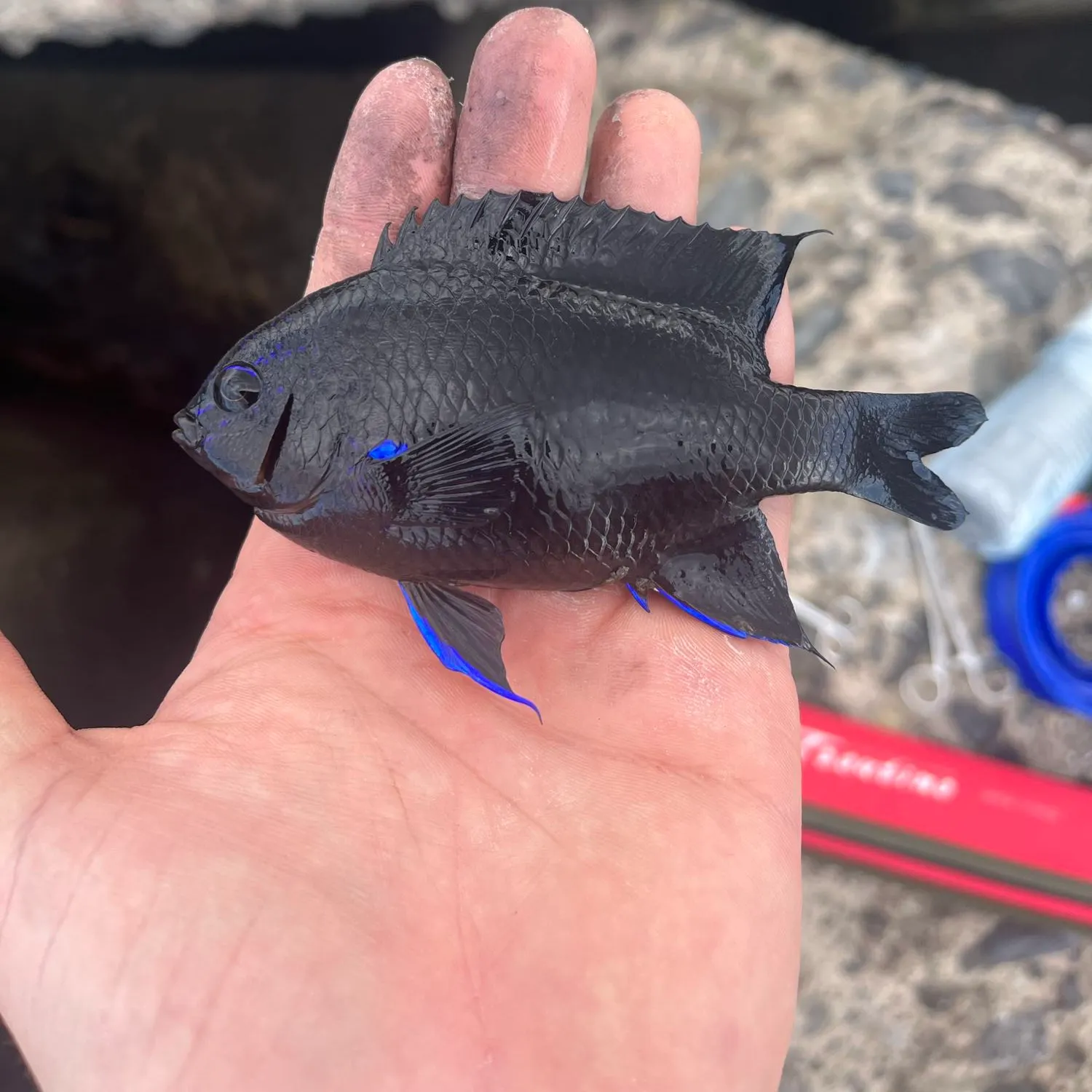 The most recent Blue green damselfish catches on Fishbrain
