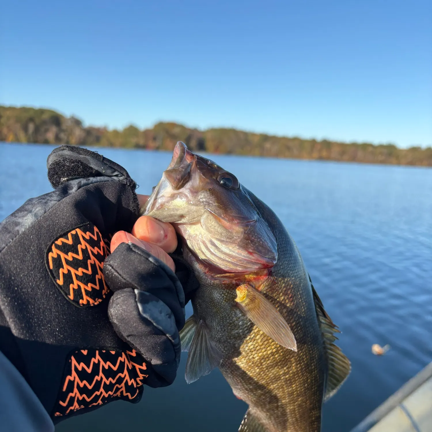 Smallmouth bass caught on Fishbrain