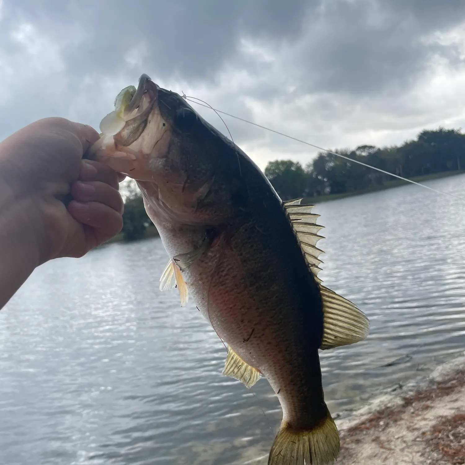 The most recent Largemouth bass catches on Fishbrain