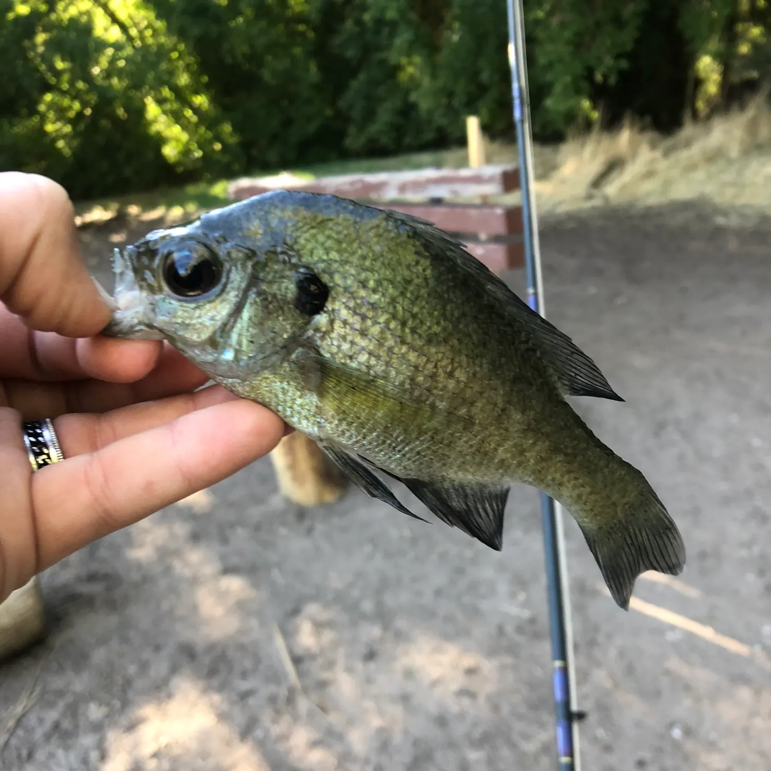 Bluegill caught on Fishbrain