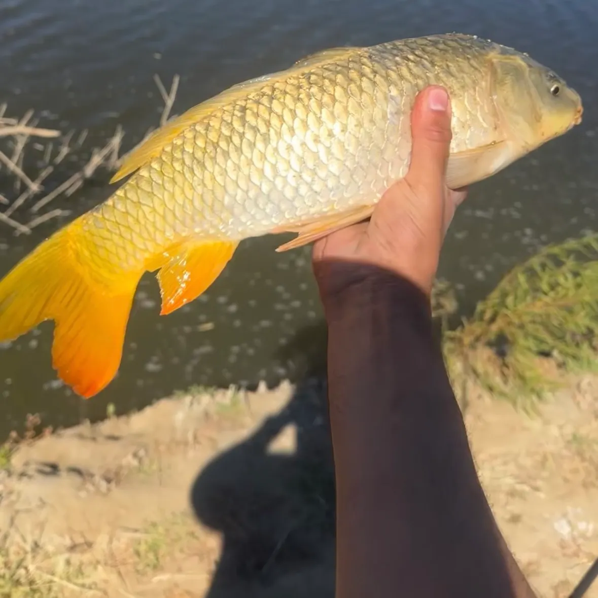 Common carp caught on Fishbrain