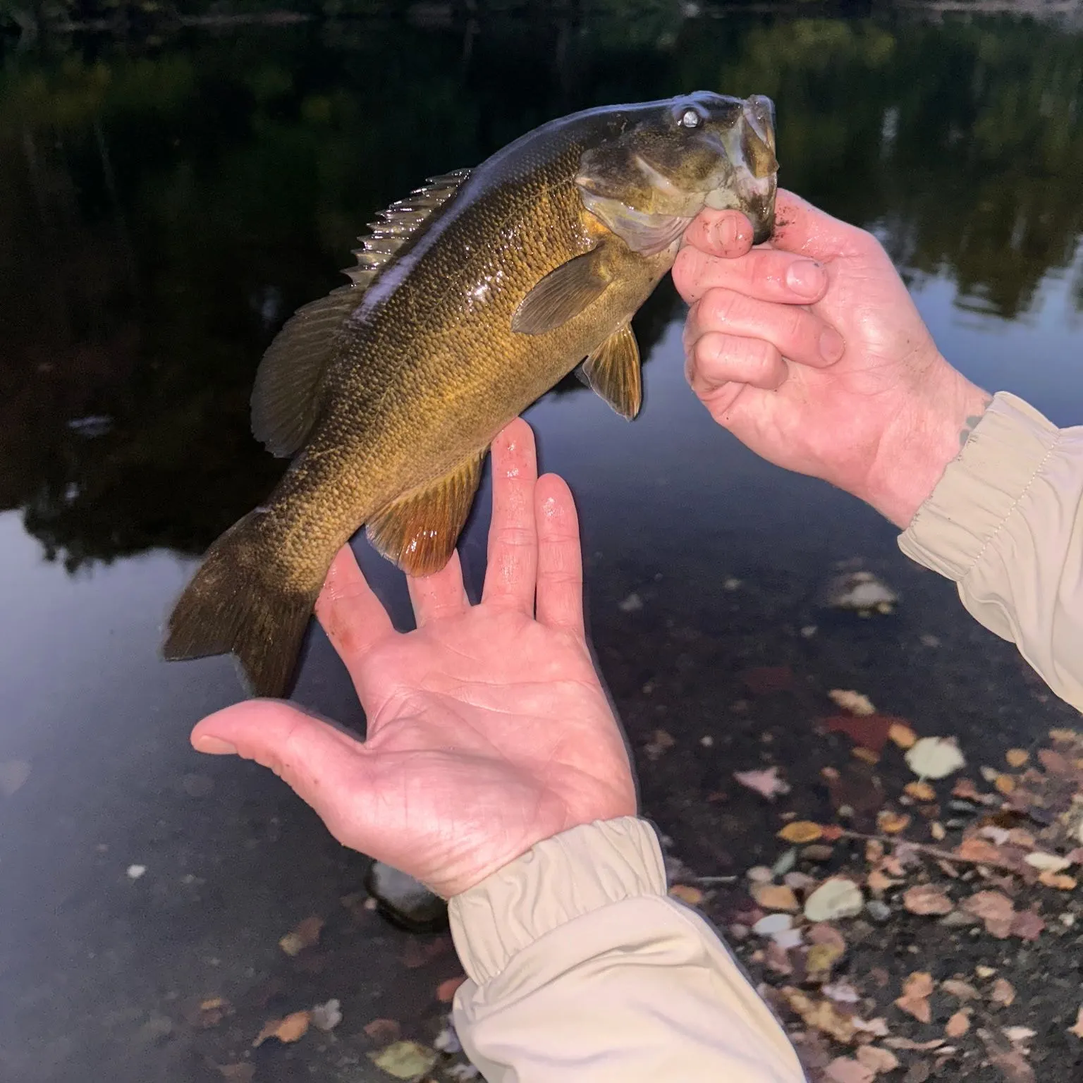 Smallmouth bass caught on Fishbrain