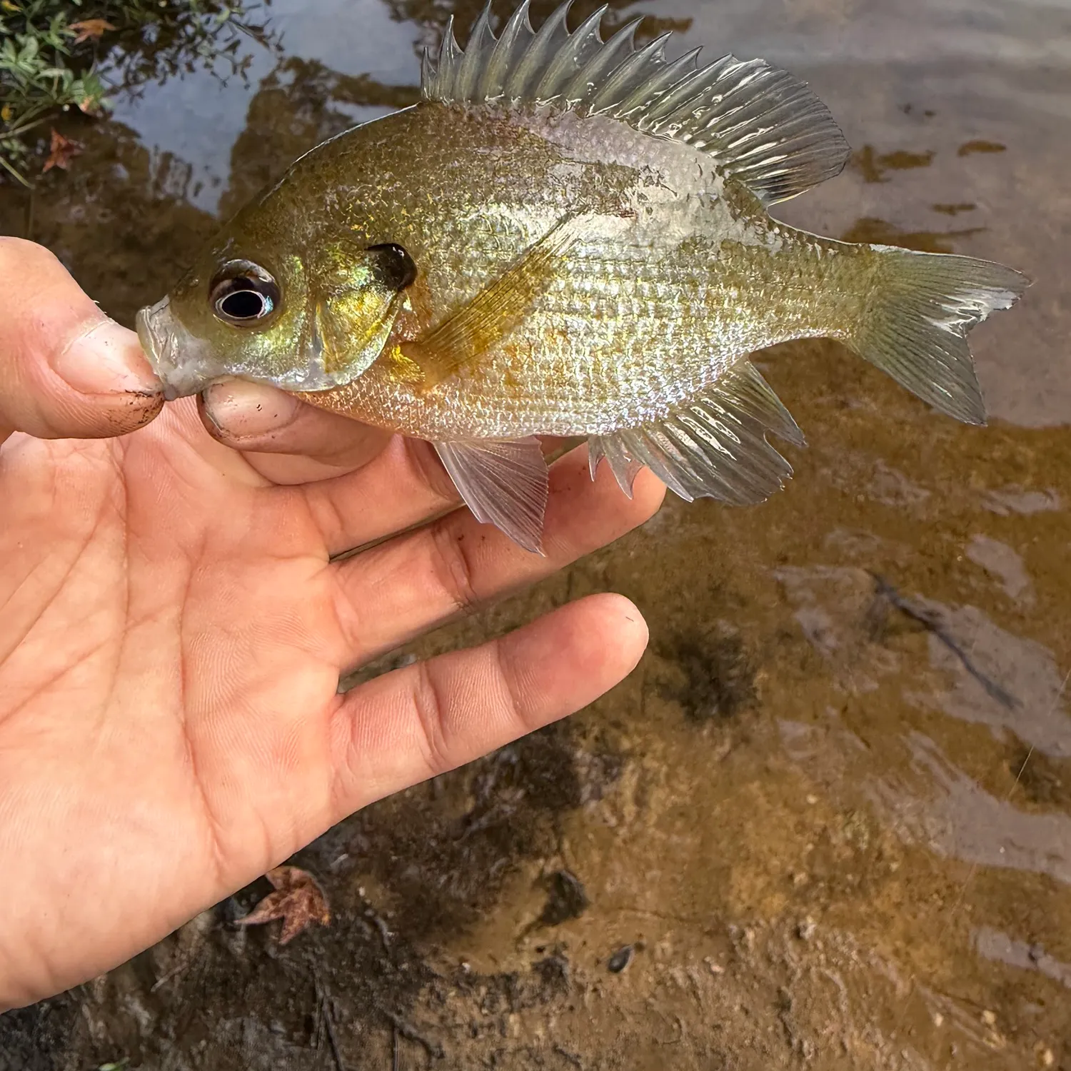 Bluegill caught on Fishbrain
