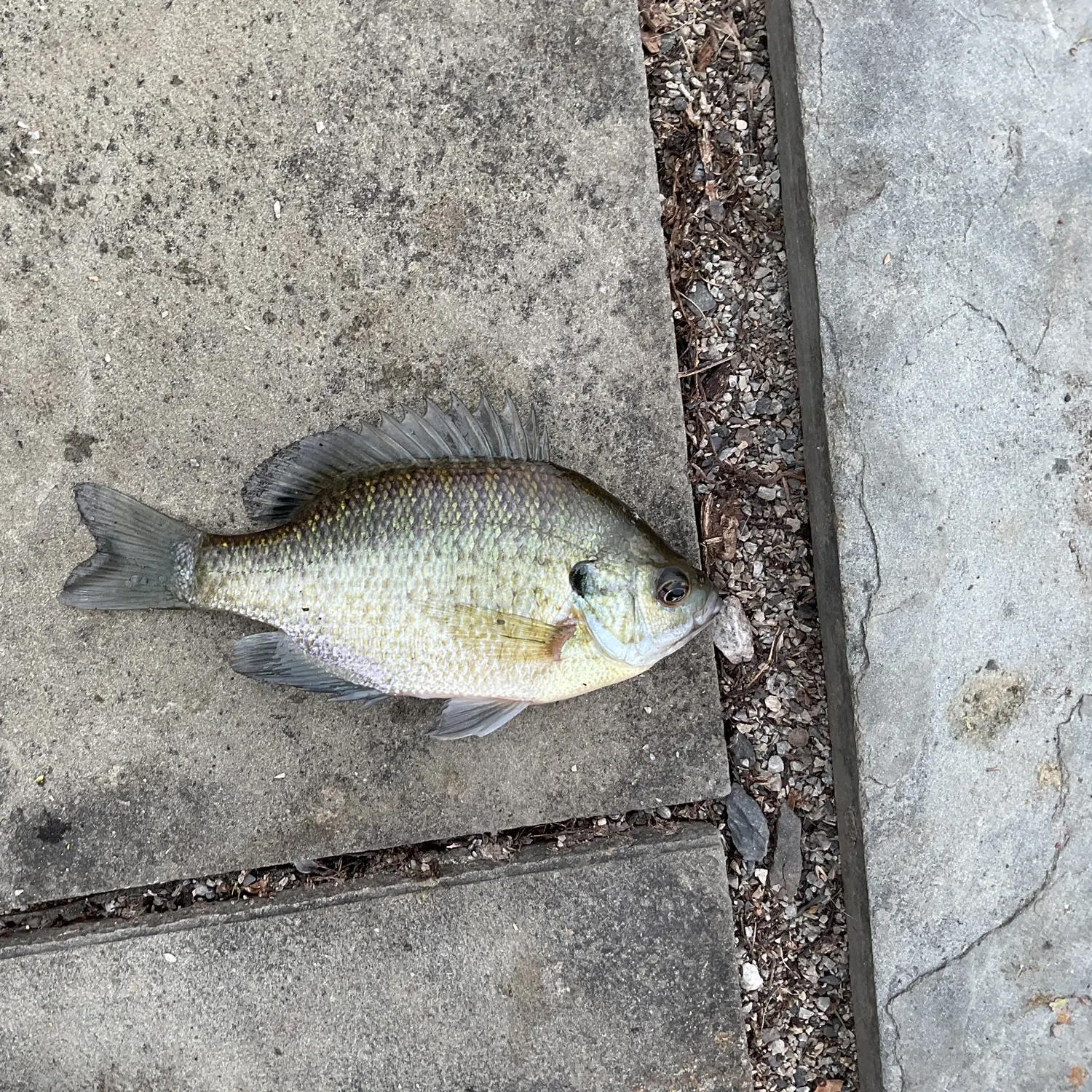 Bluegill caught on Fishbrain