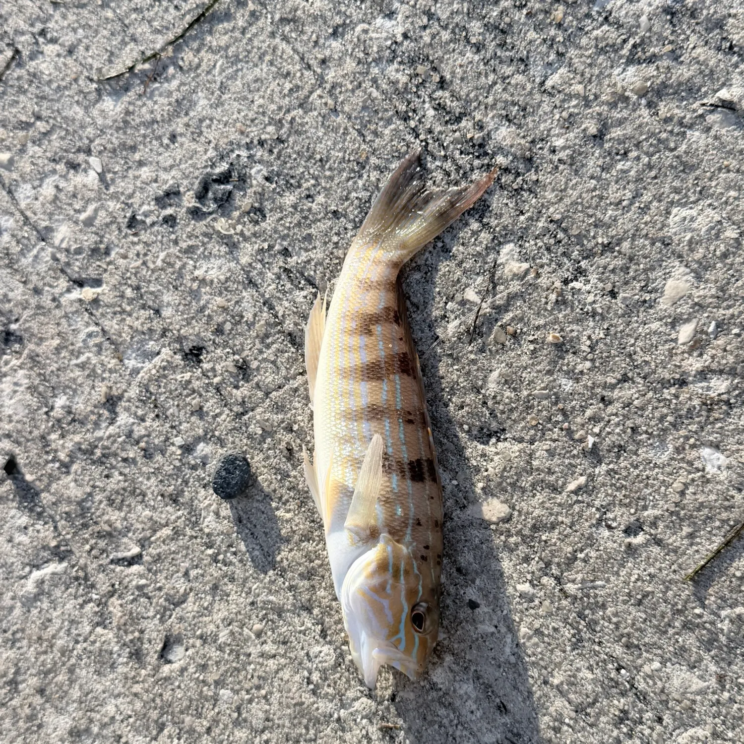 The most recent Sand perch catches on Fishbrain