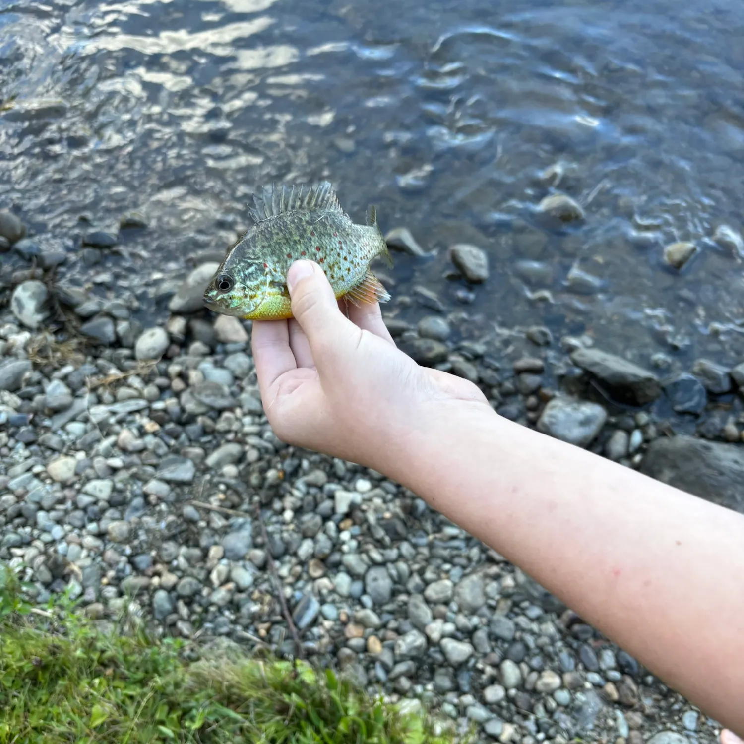 Pumpkinseed caught on Fishbrain