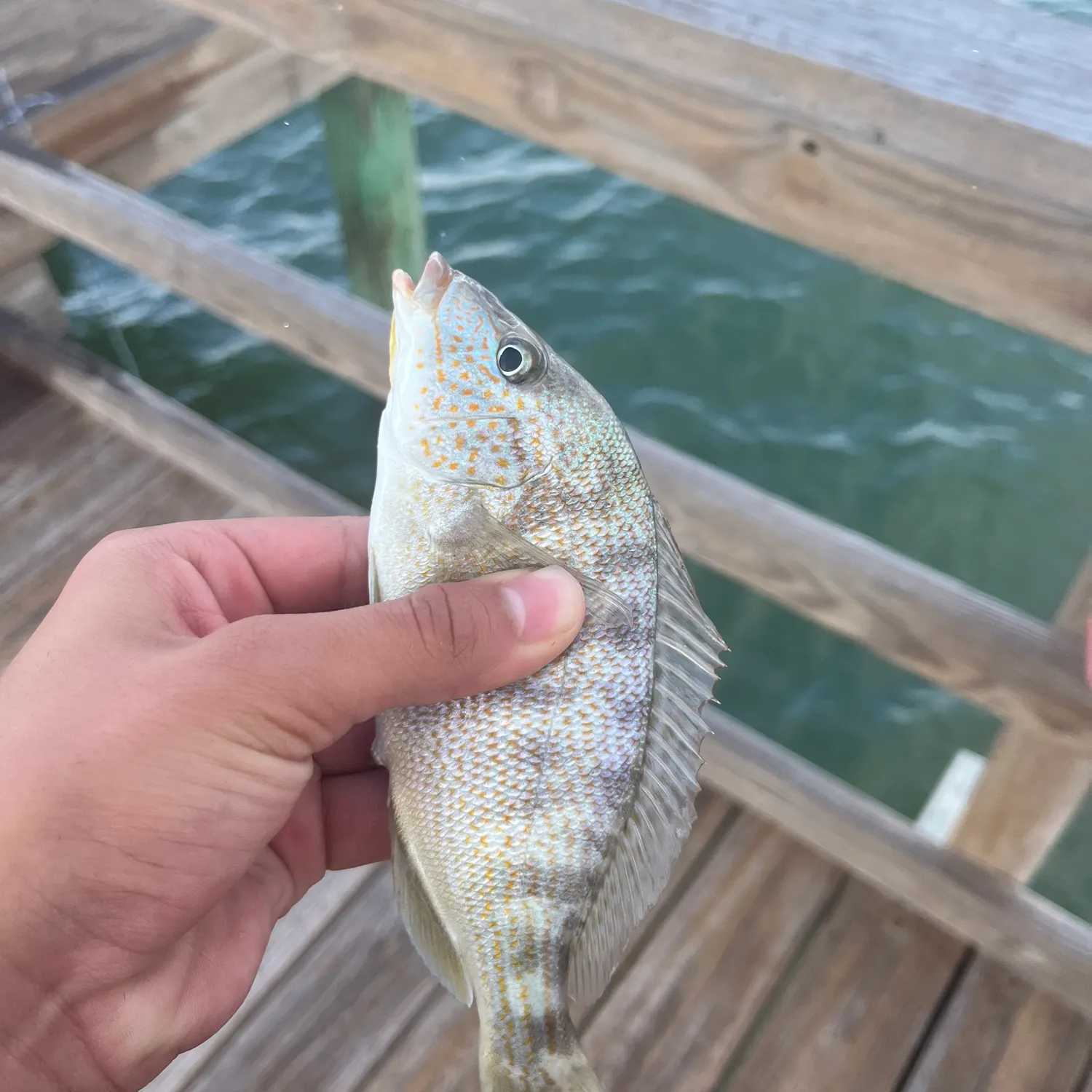 Sand perch caught on Fishbrain