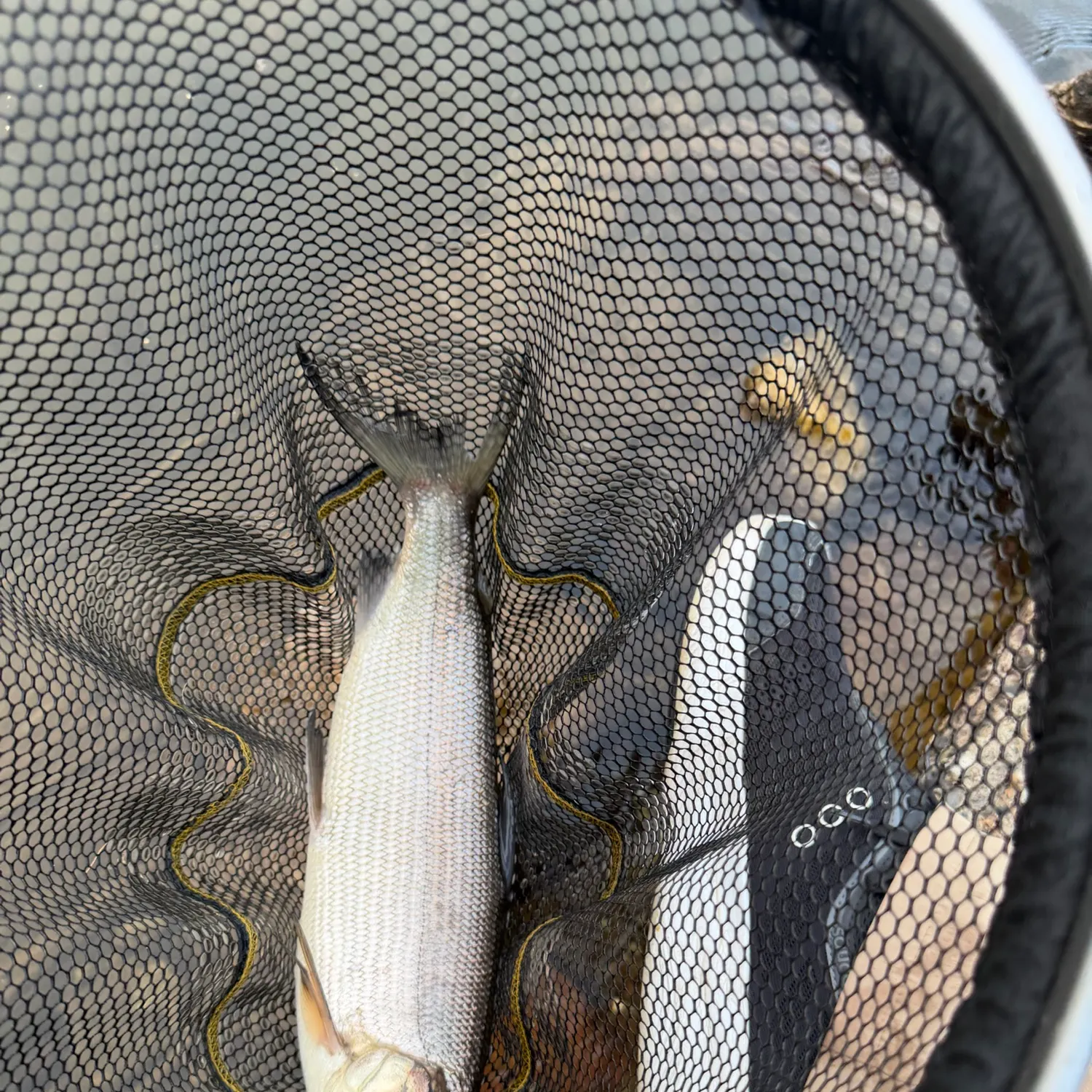 The most recent Lake whitefish catches on Fishbrain