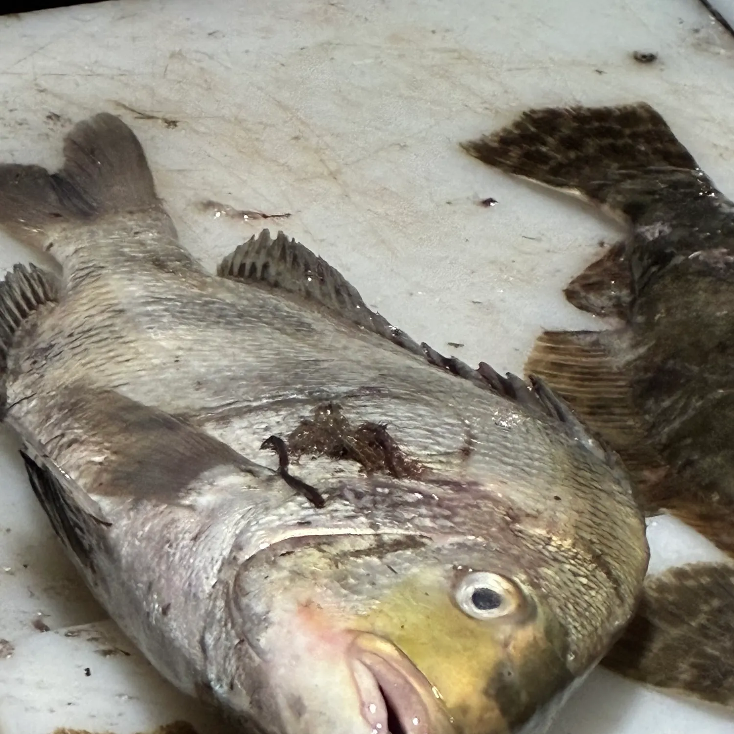 The most recent Sheepshead catches on Fishbrain