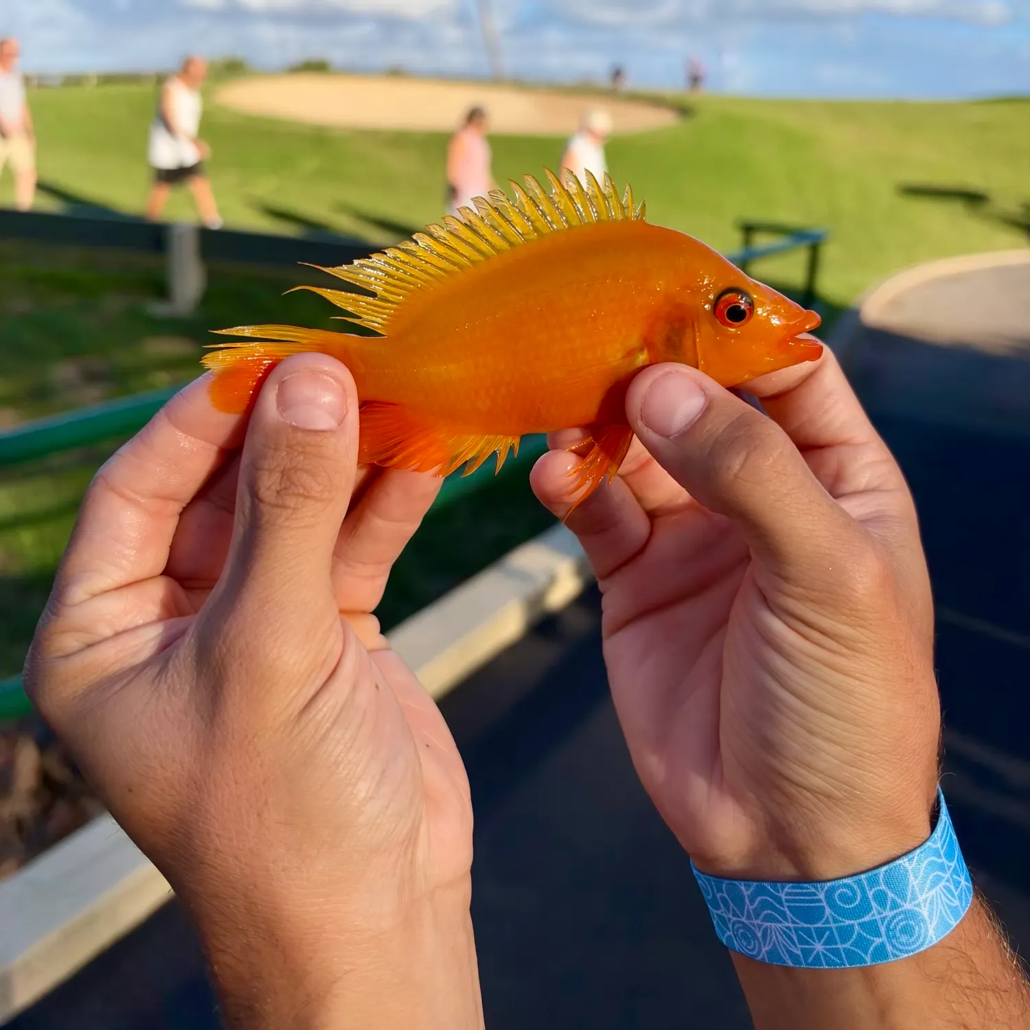 The most recent Midas cichlid catches on Fishbrain