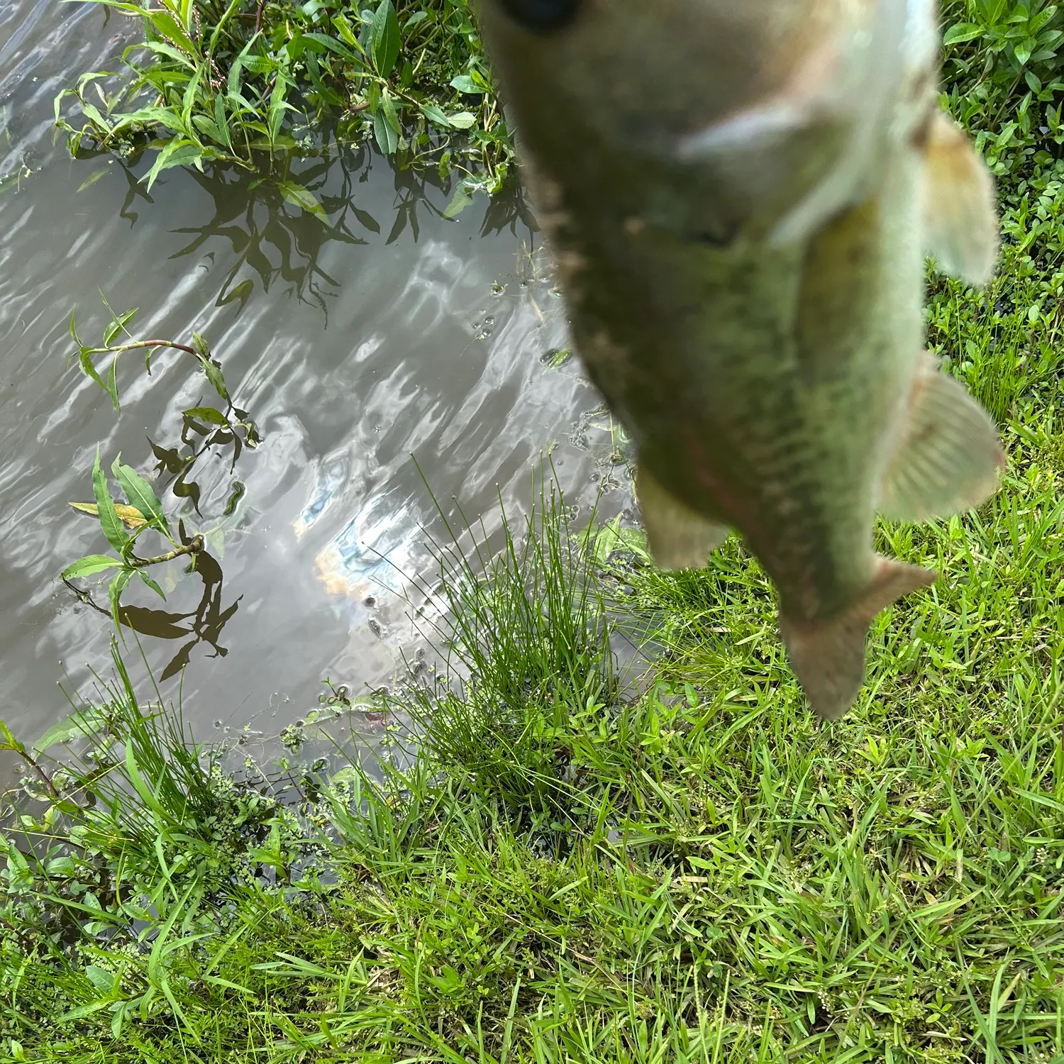 The most recent Grass pickerel catches on Fishbrain