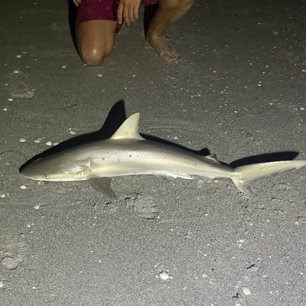 Atlantic sharpnose shark caught on Fishbrain