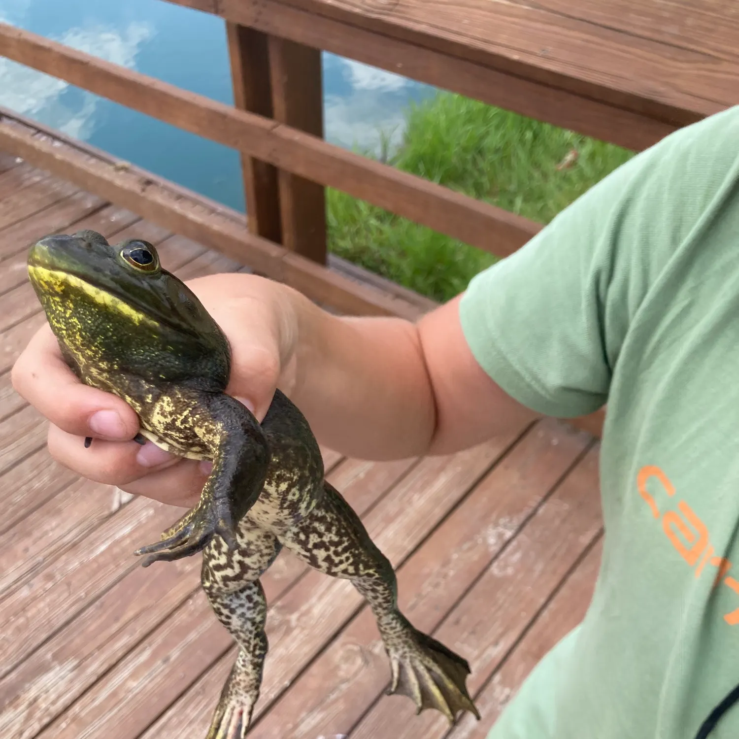 The most recent Bullrout catches on Fishbrain