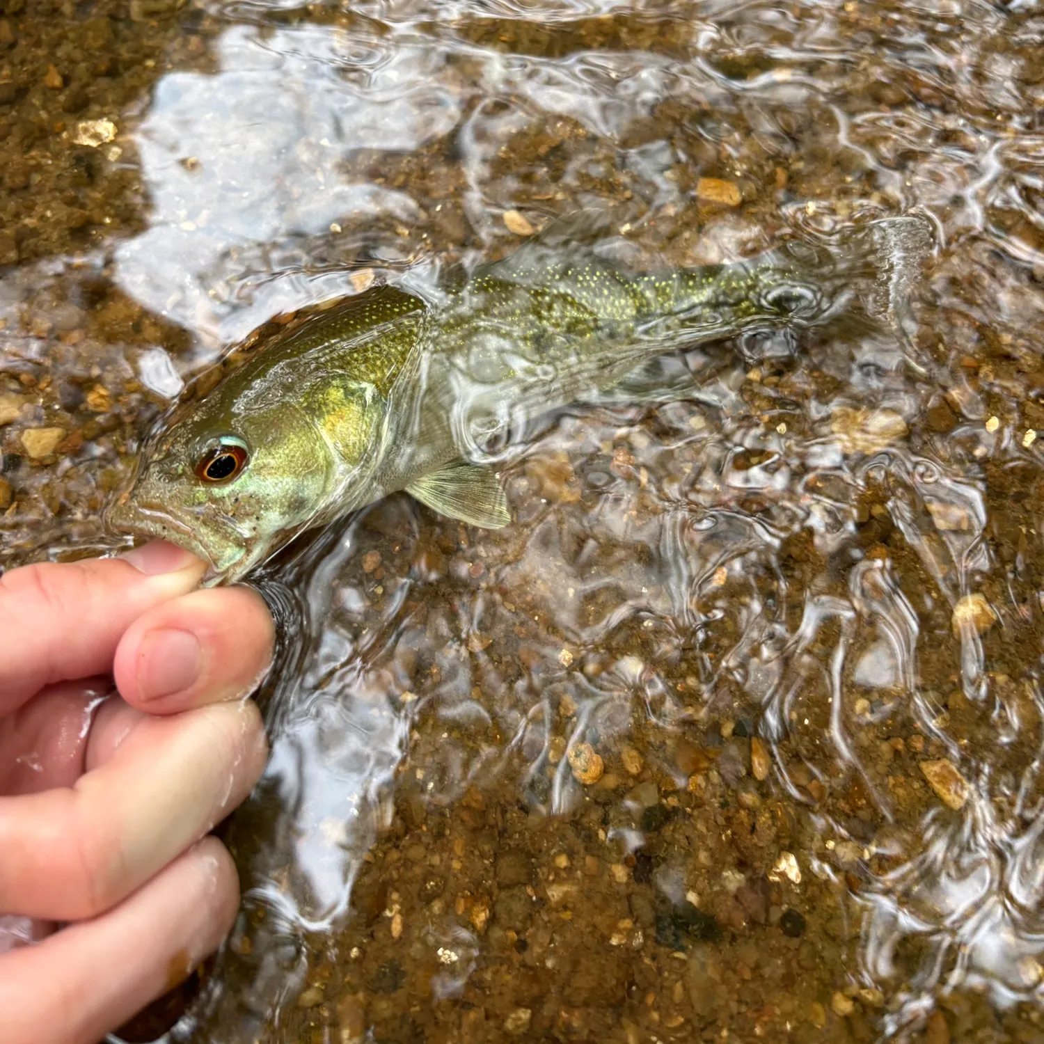 Tallapoosa bass caught on Fishbrain