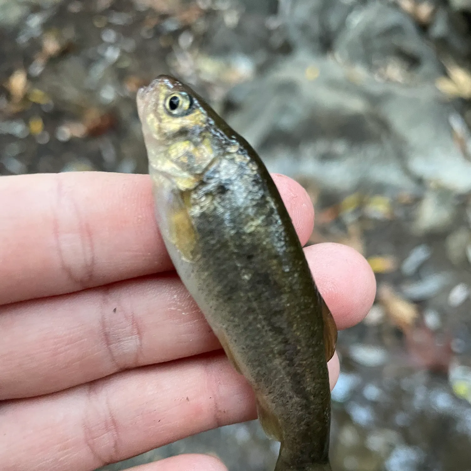 The most recent Arroyo chub catches on Fishbrain