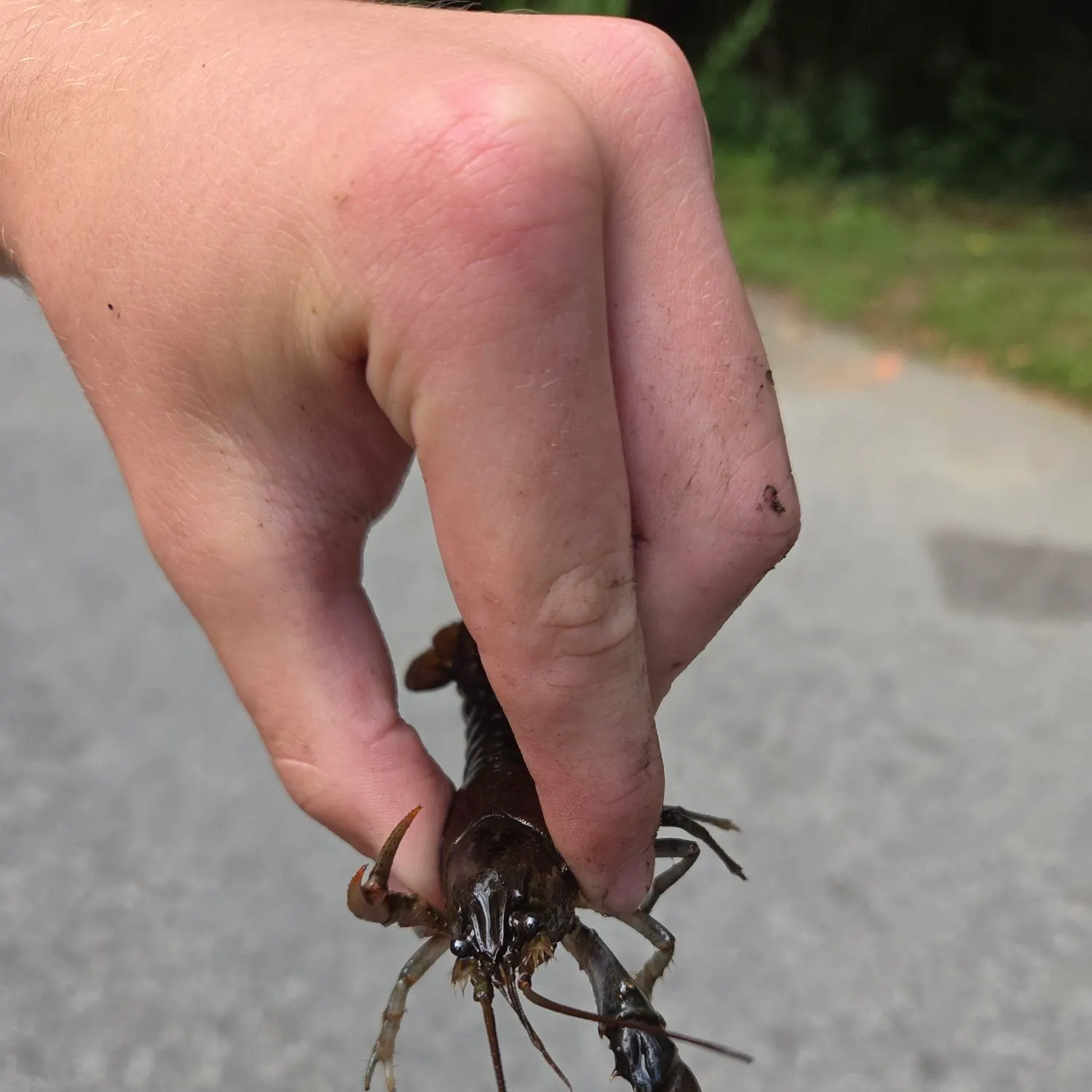 Southern calamari caught on Fishbrain