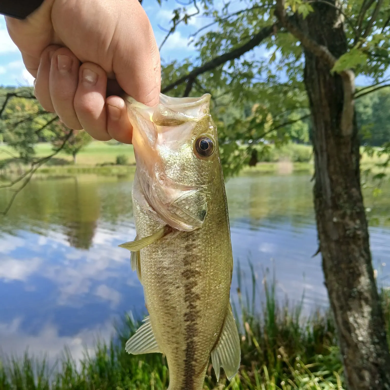 Largemouth bass caught on Fishbrain