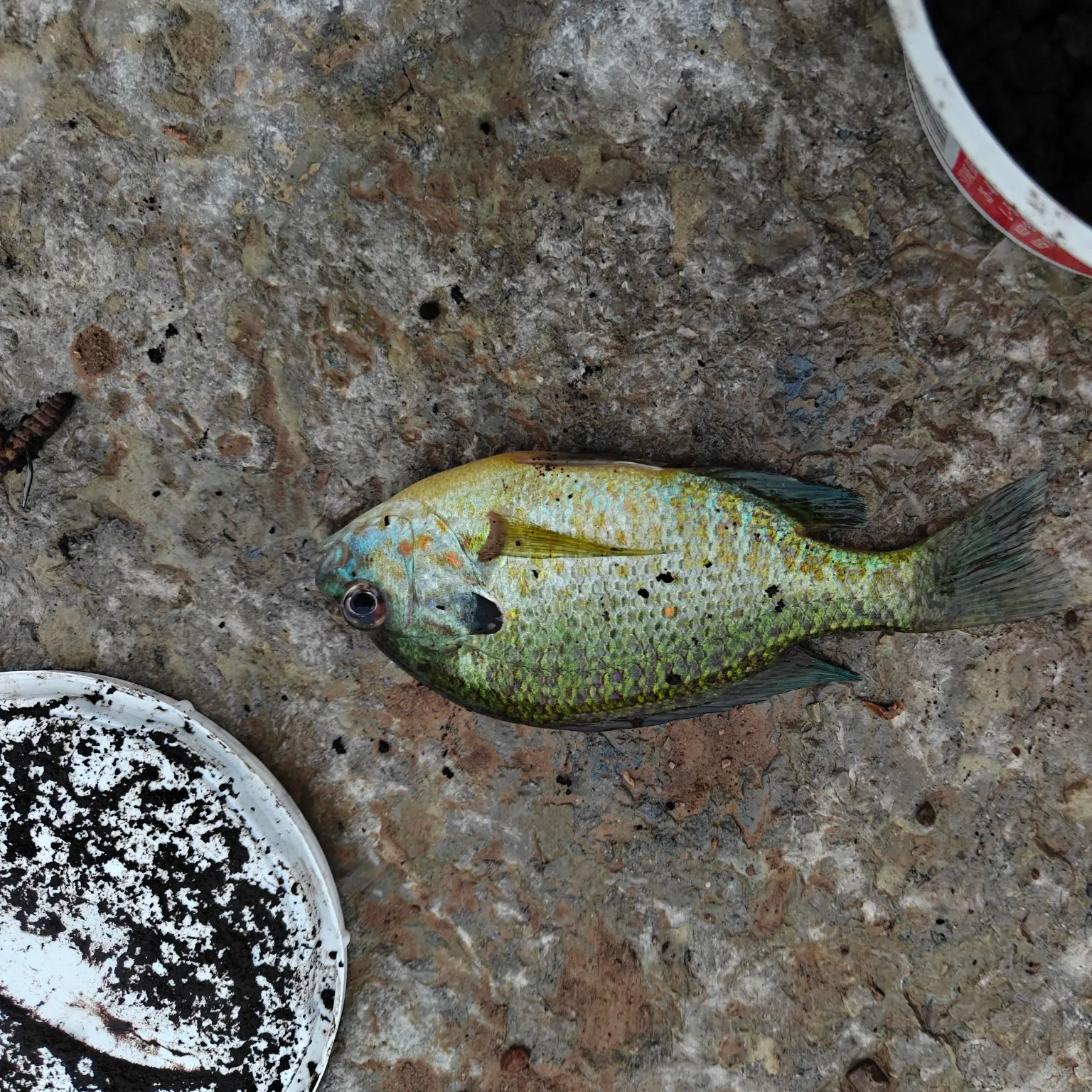 Pumpkinseed caught on Fishbrain