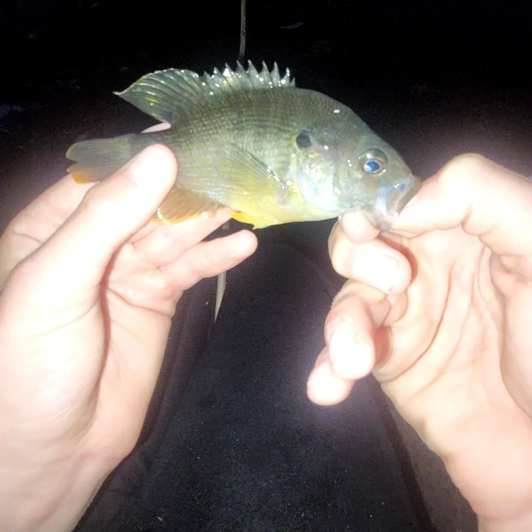 Bluegill caught on Fishbrain