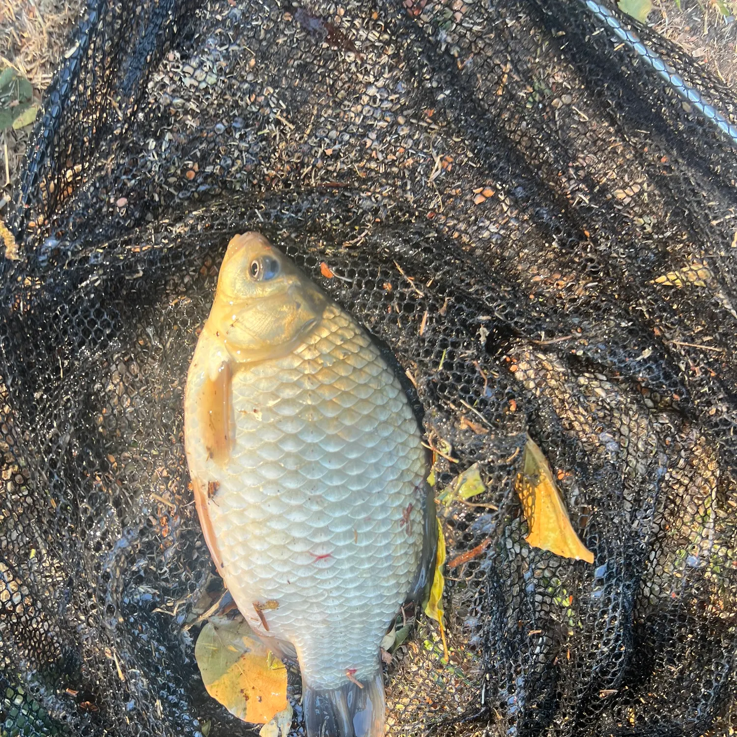 Crucian carp caught on Fishbrain