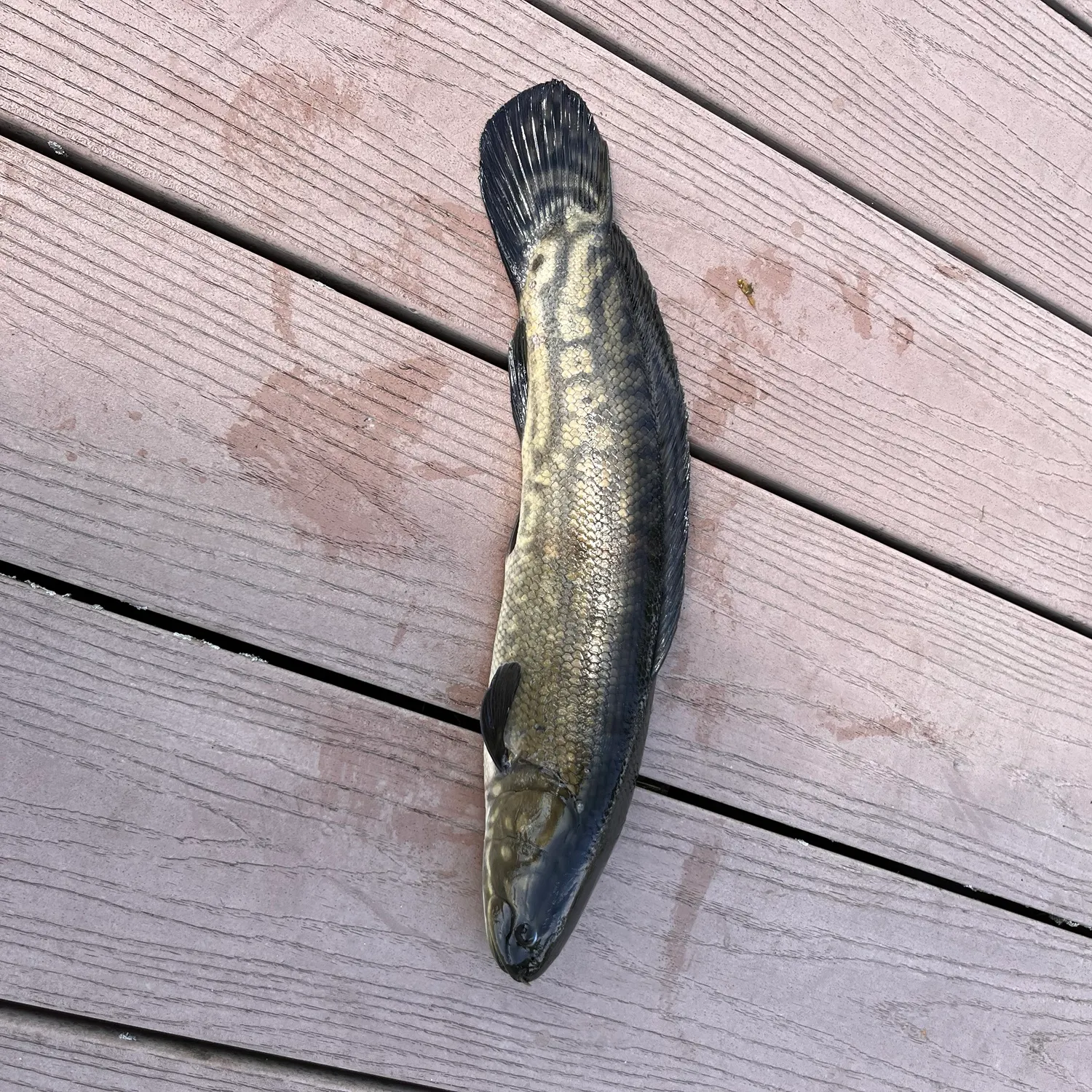 Eyetail bowfin caught on Fishbrain
