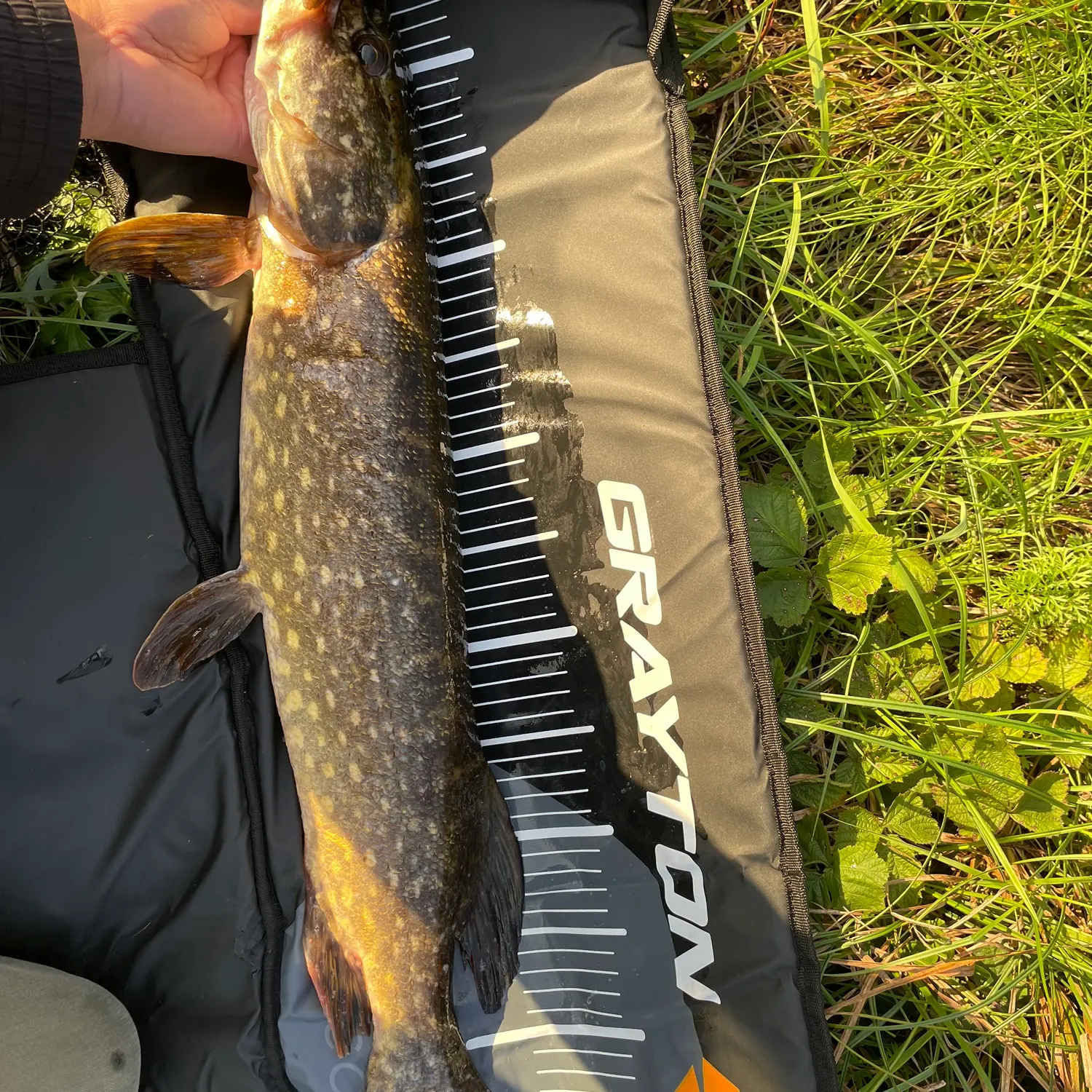 Northern pike caught on Fishbrain