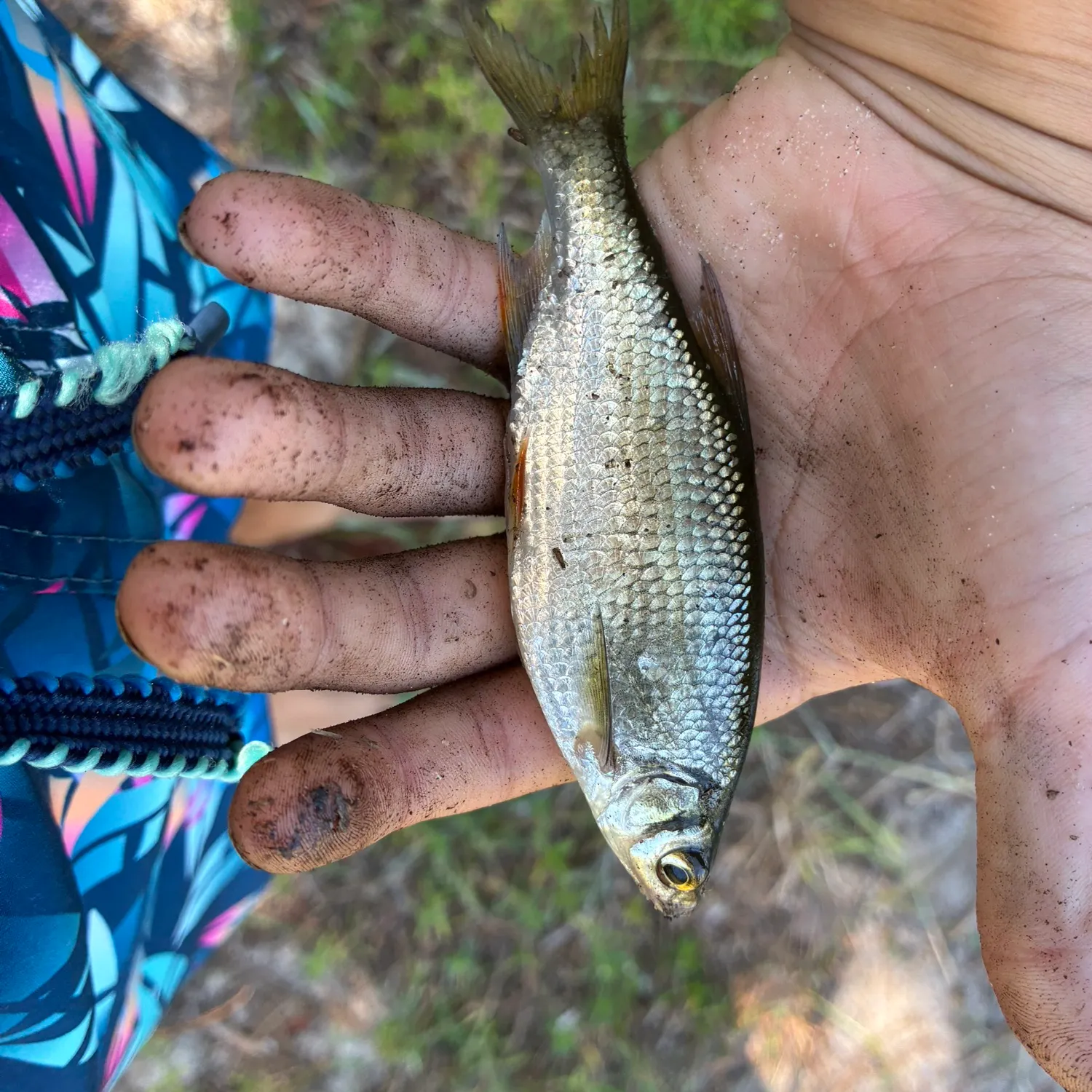Golden shiner caught on Fishbrain