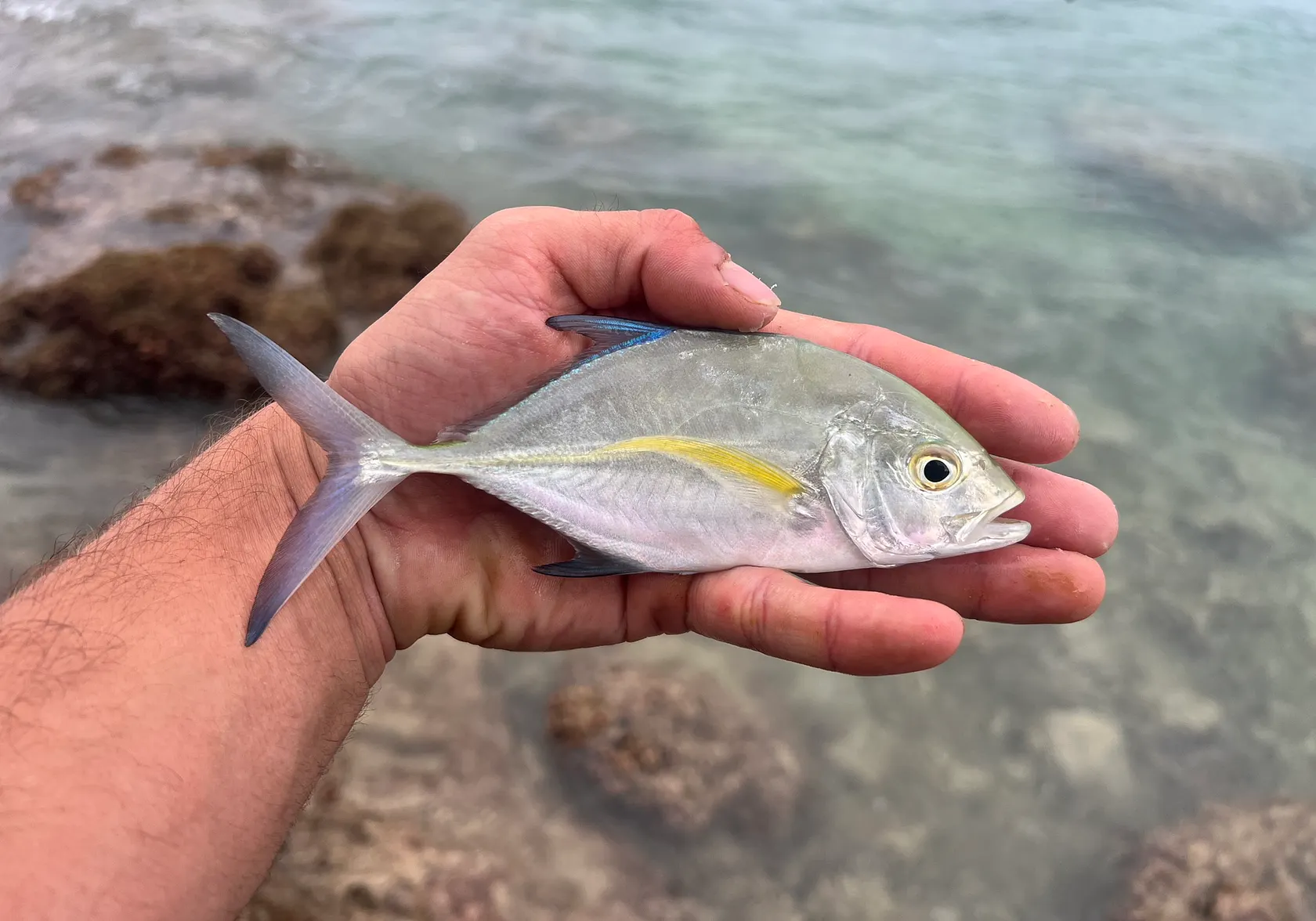 Bluefin trevally