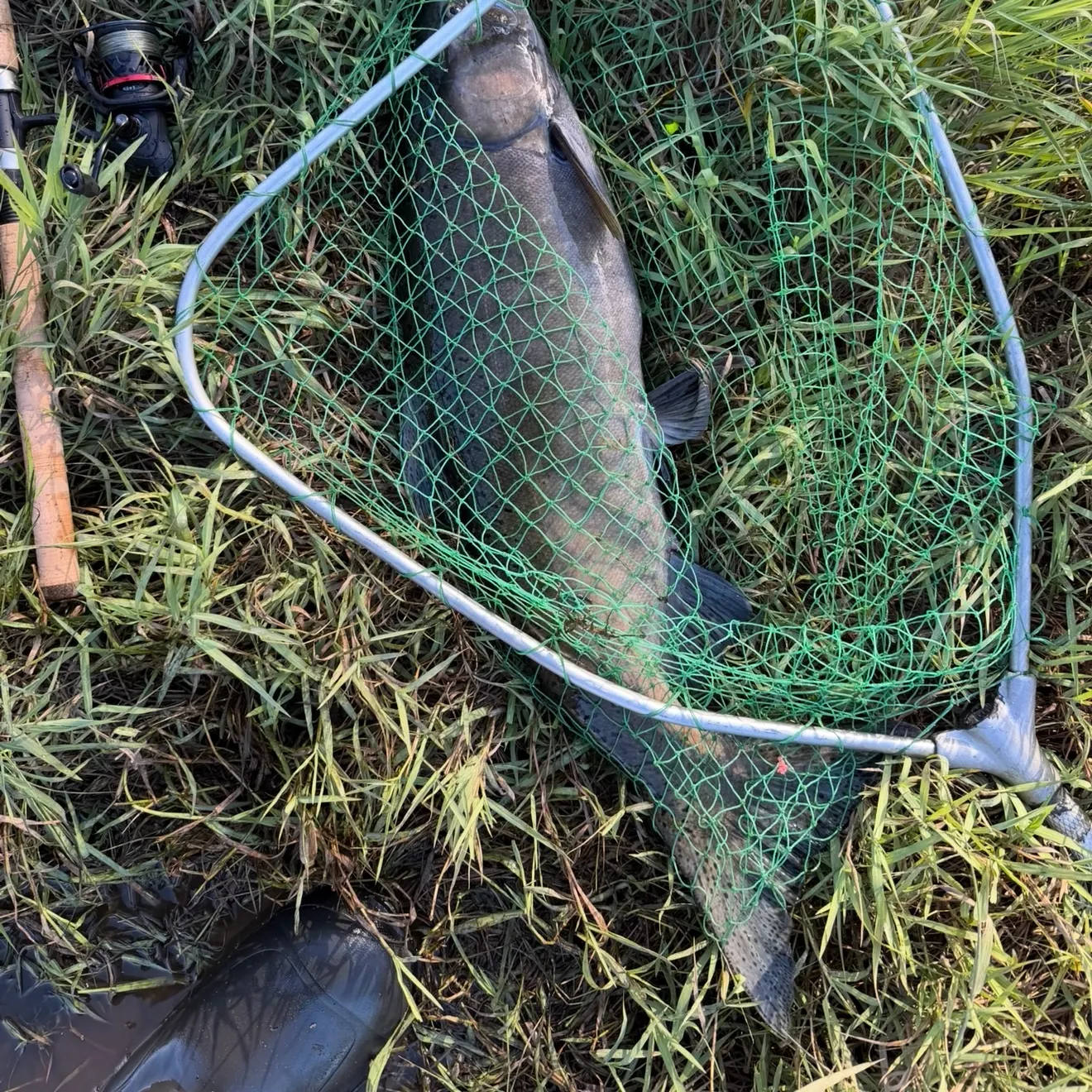 Chinook salmon caught on Fishbrain