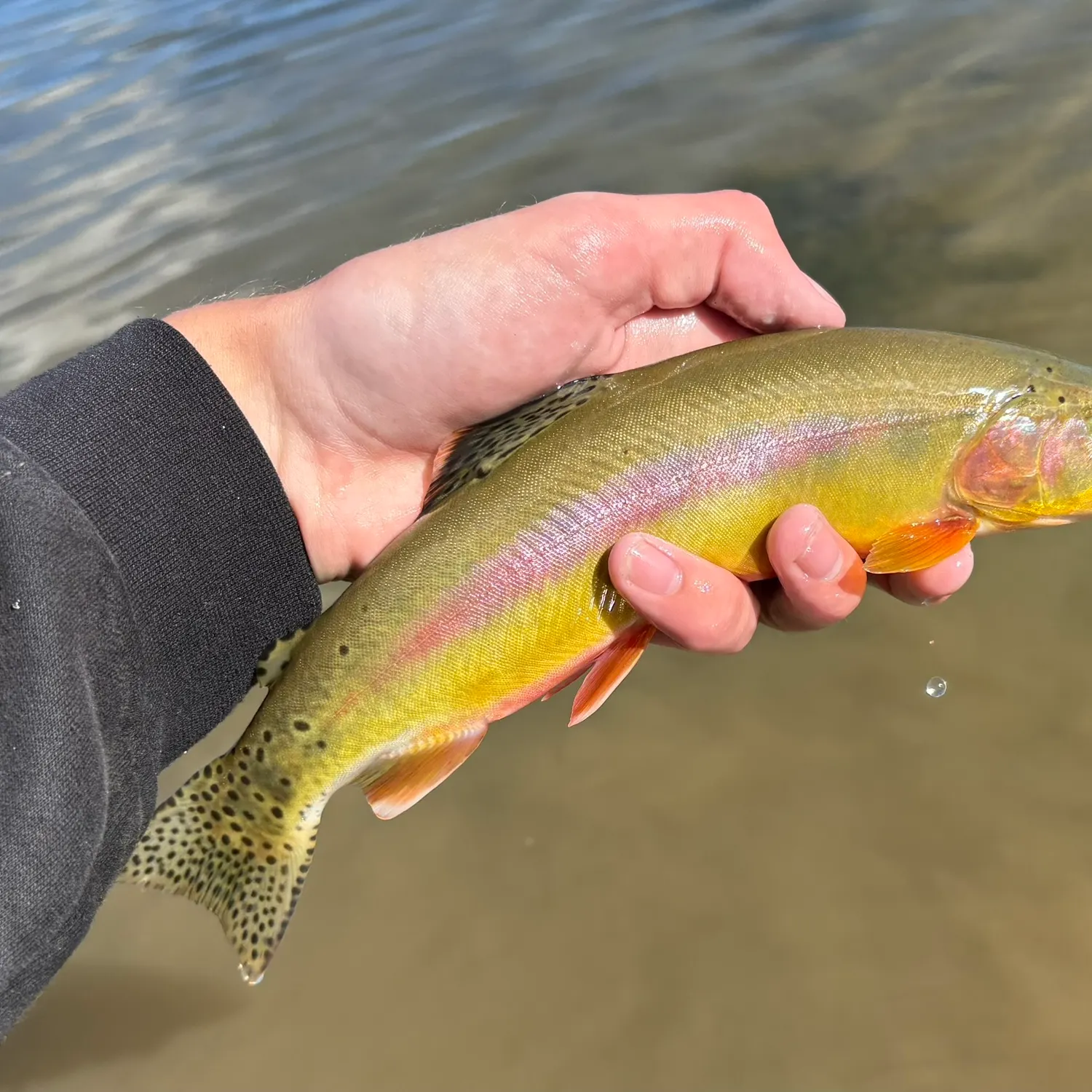 The most recent Golden trout catches on Fishbrain