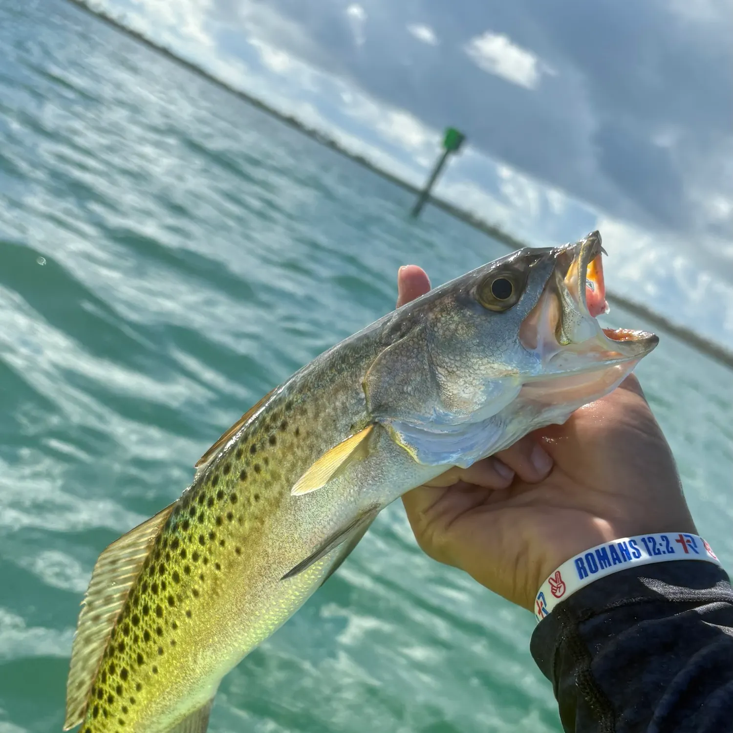 Spotted seatrout caught on Fishbrain