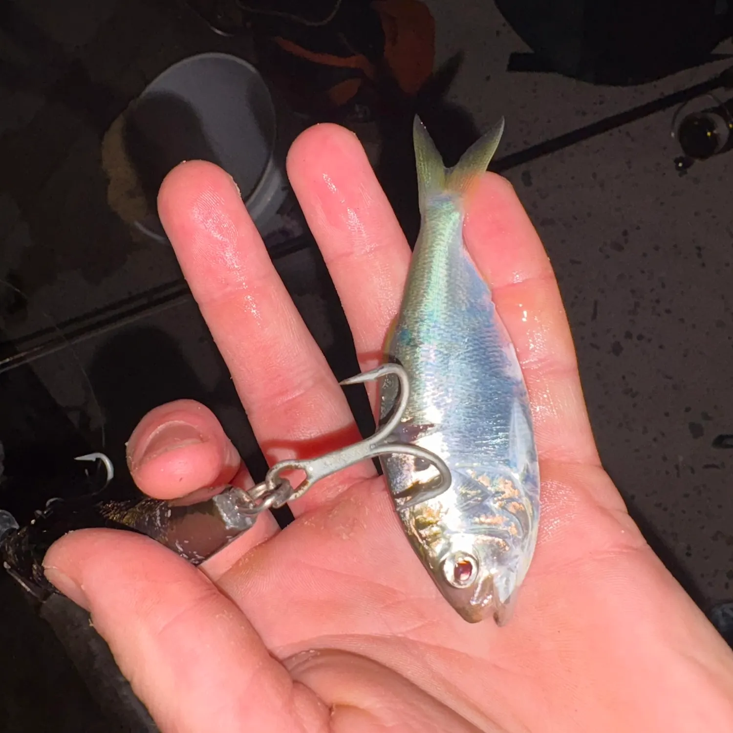 Gulf menhaden caught on Fishbrain