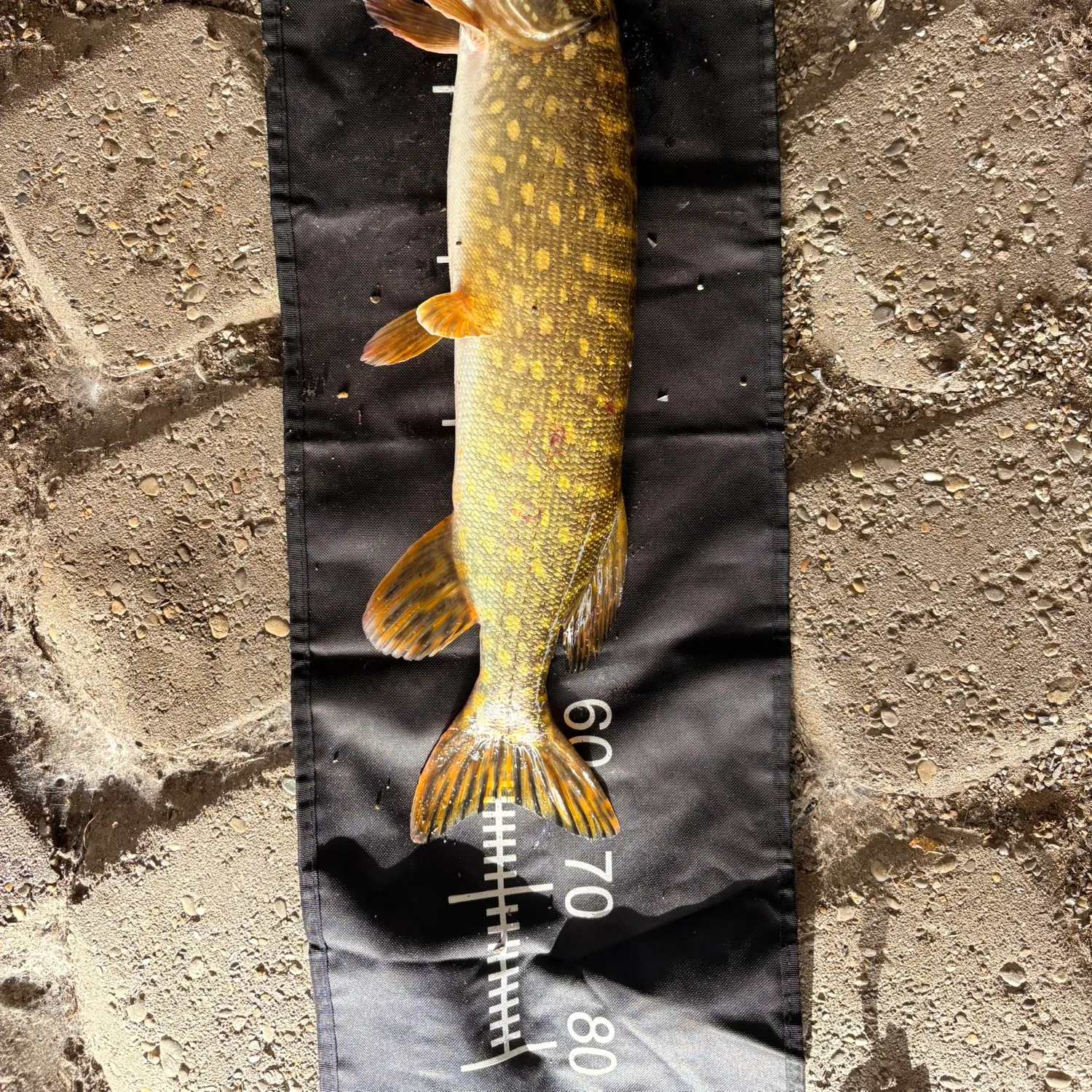 Northern pike caught on Fishbrain