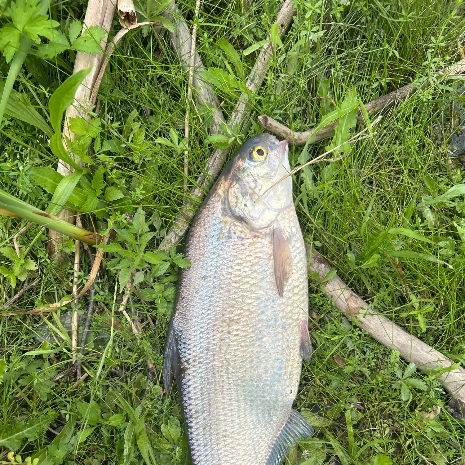 The most recent American gizzard shad catches on Fishbrain