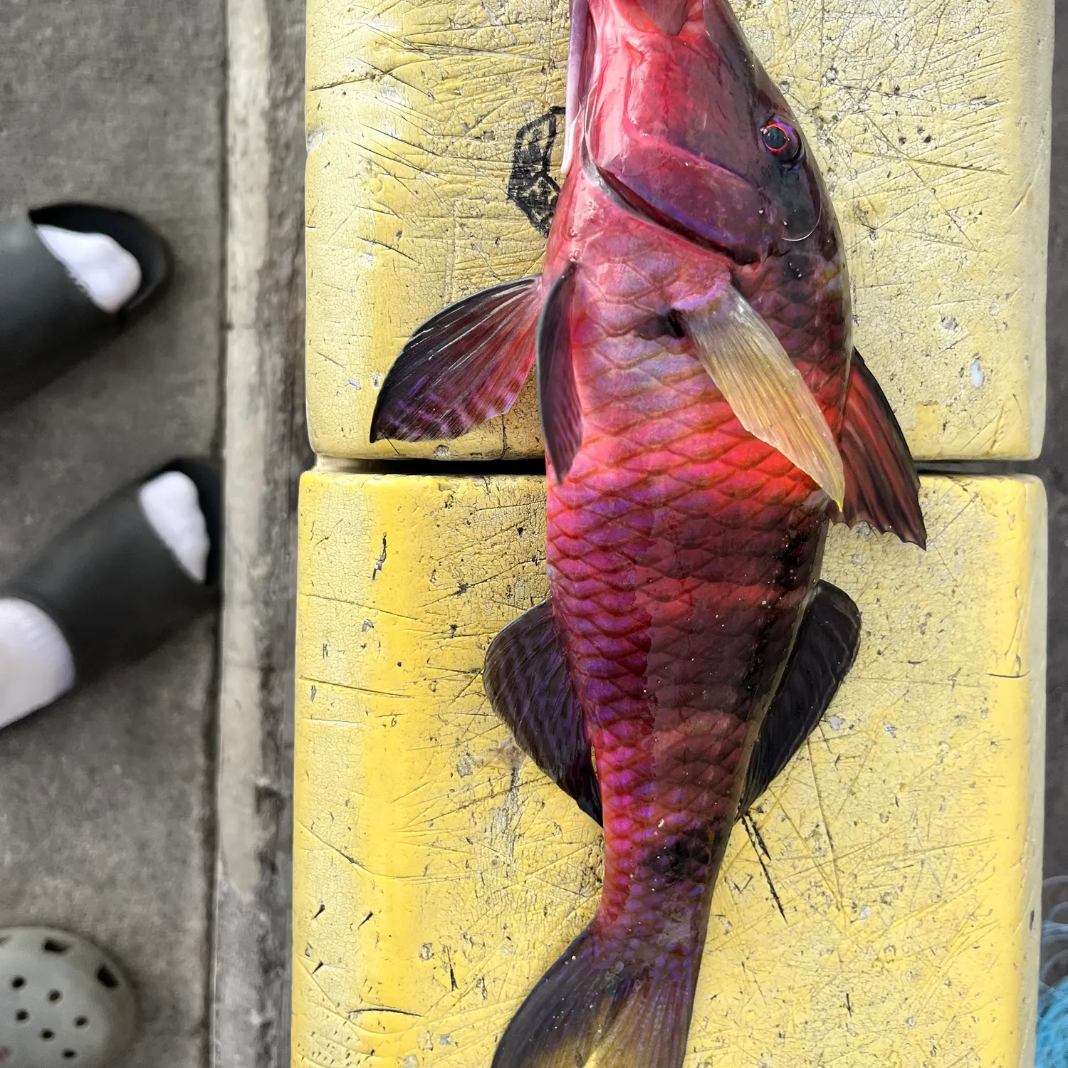 The most recent Manybar goatfish catches on Fishbrain