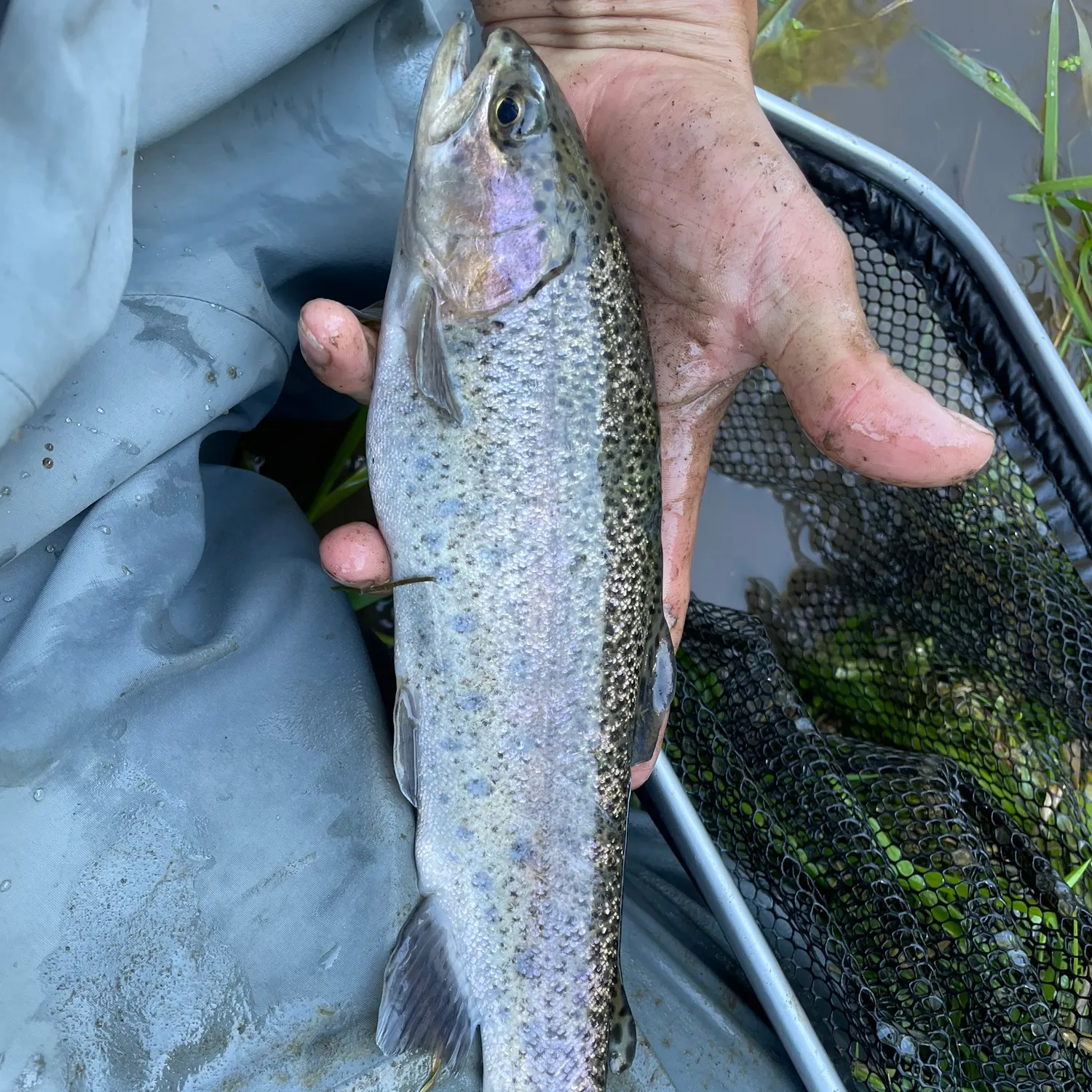 Rainbow trout caught on Fishbrain
