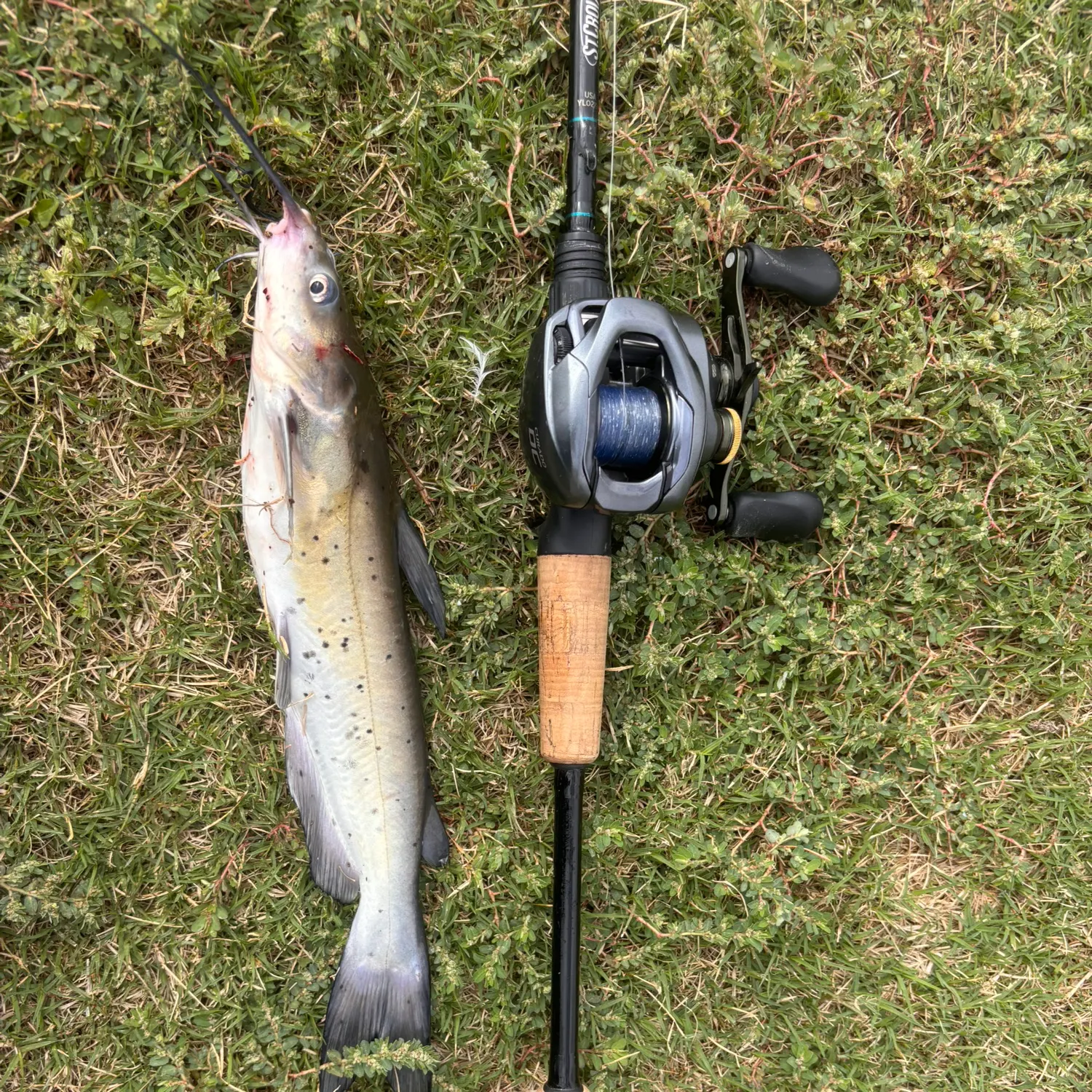Channel catfish caught on Fishbrain