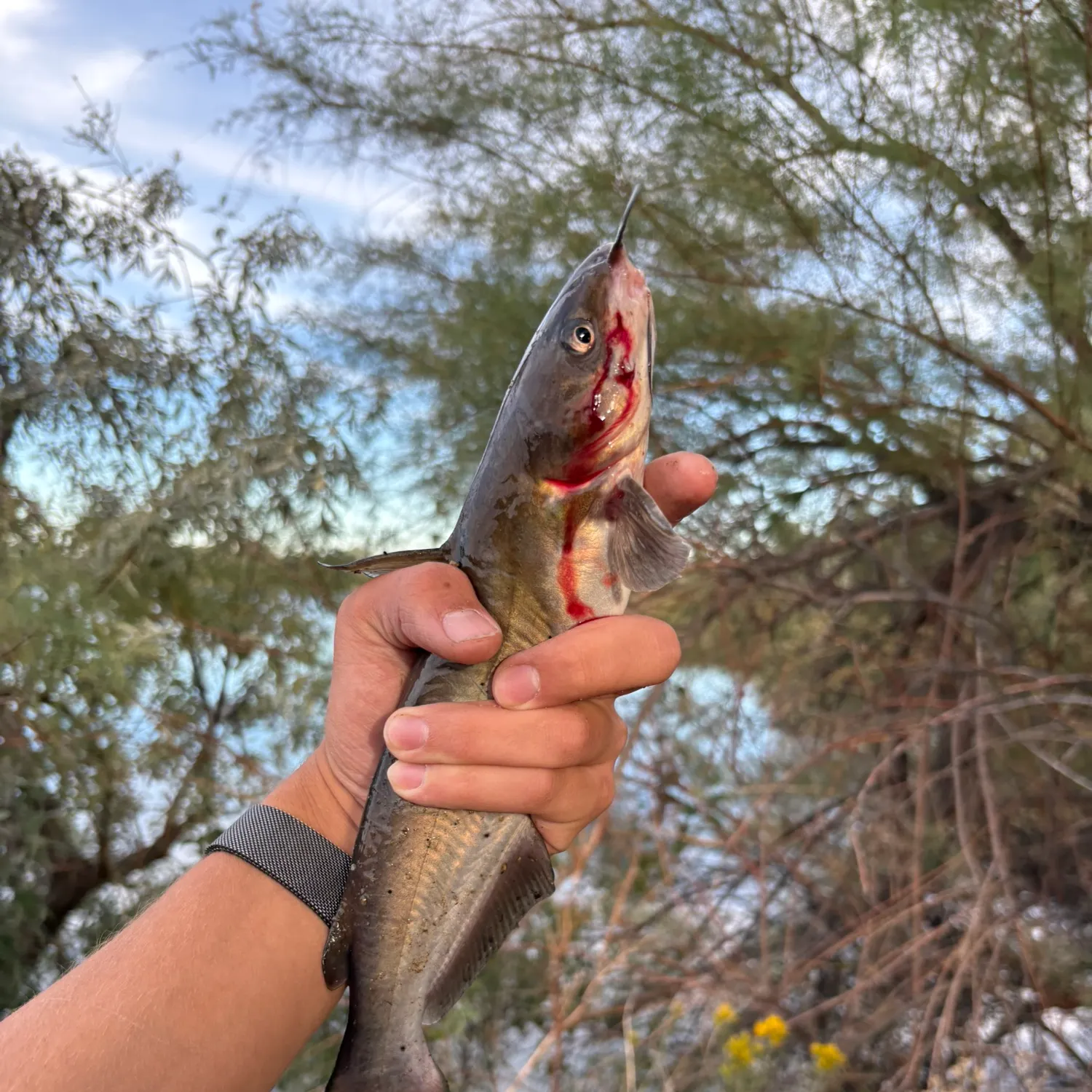 catch