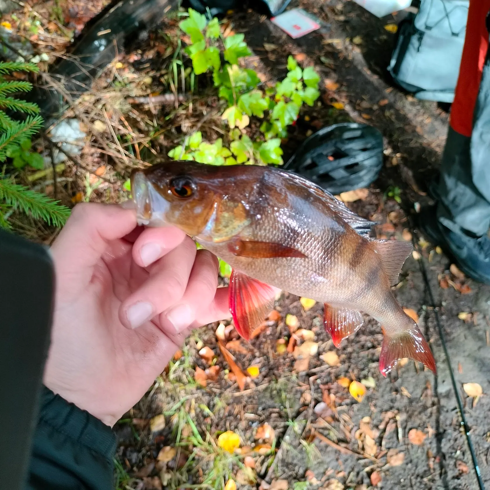 European perch caught on Fishbrain