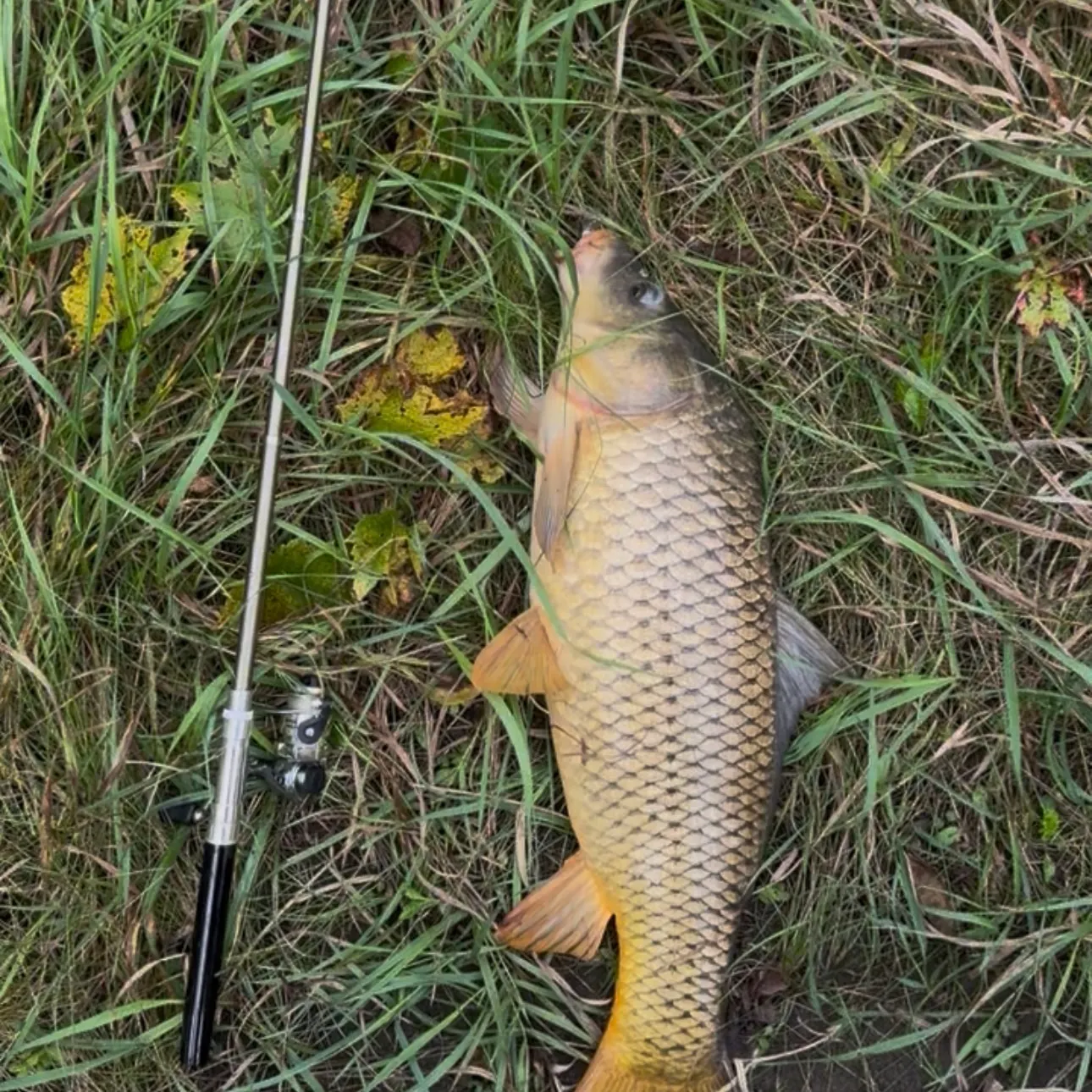 Common carp caught on Fishbrain