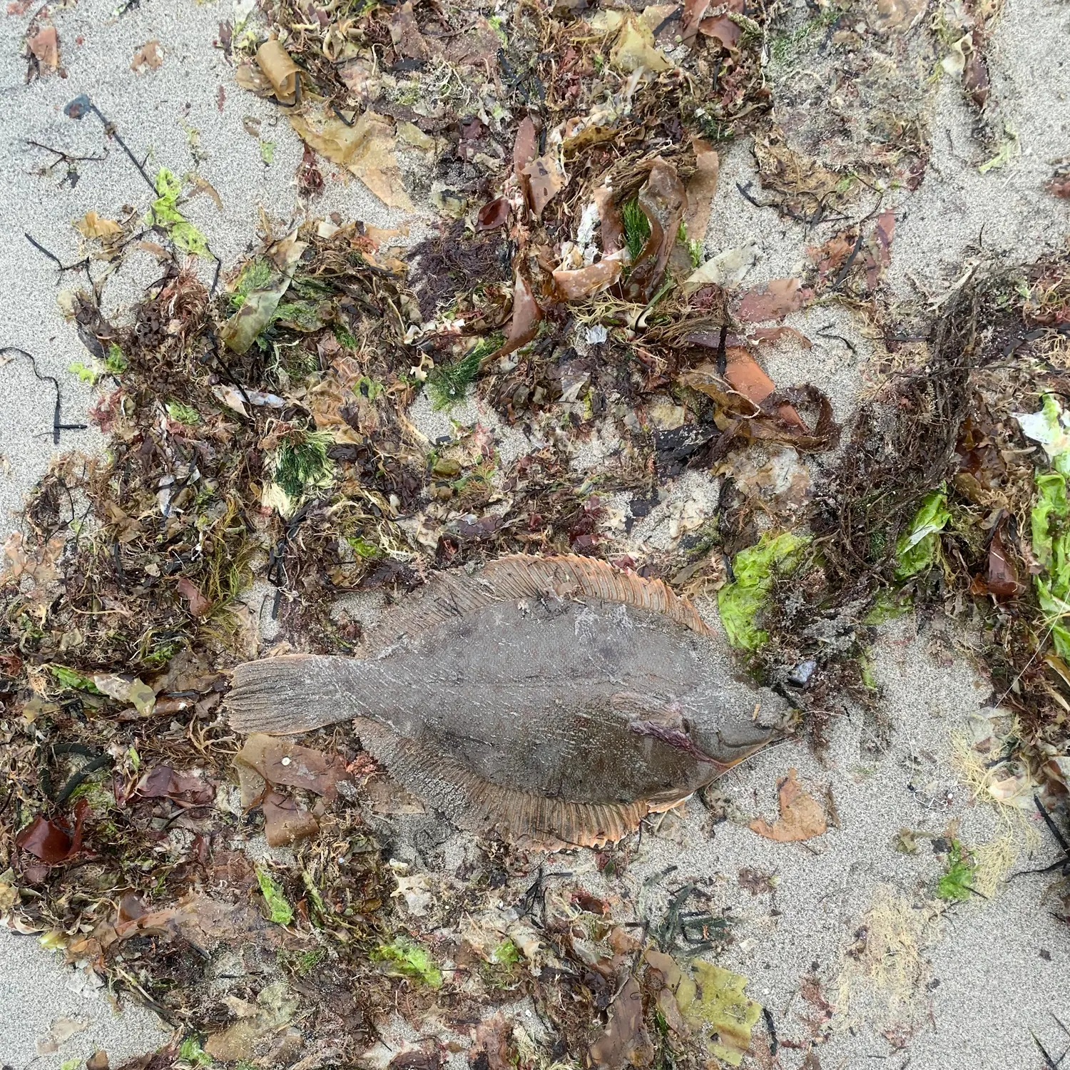 The most recent Winter flounder catches on Fishbrain