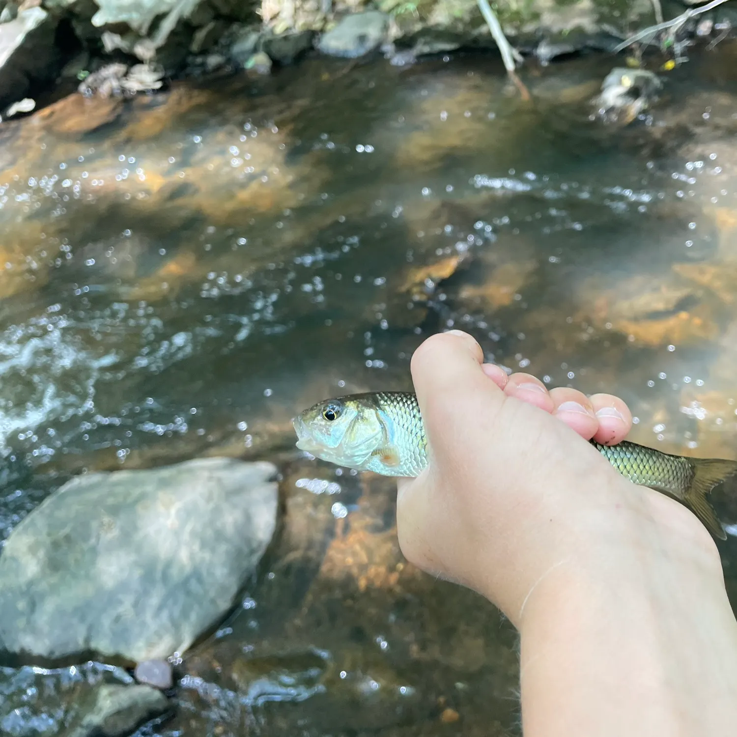 Fallfish caught on Fishbrain